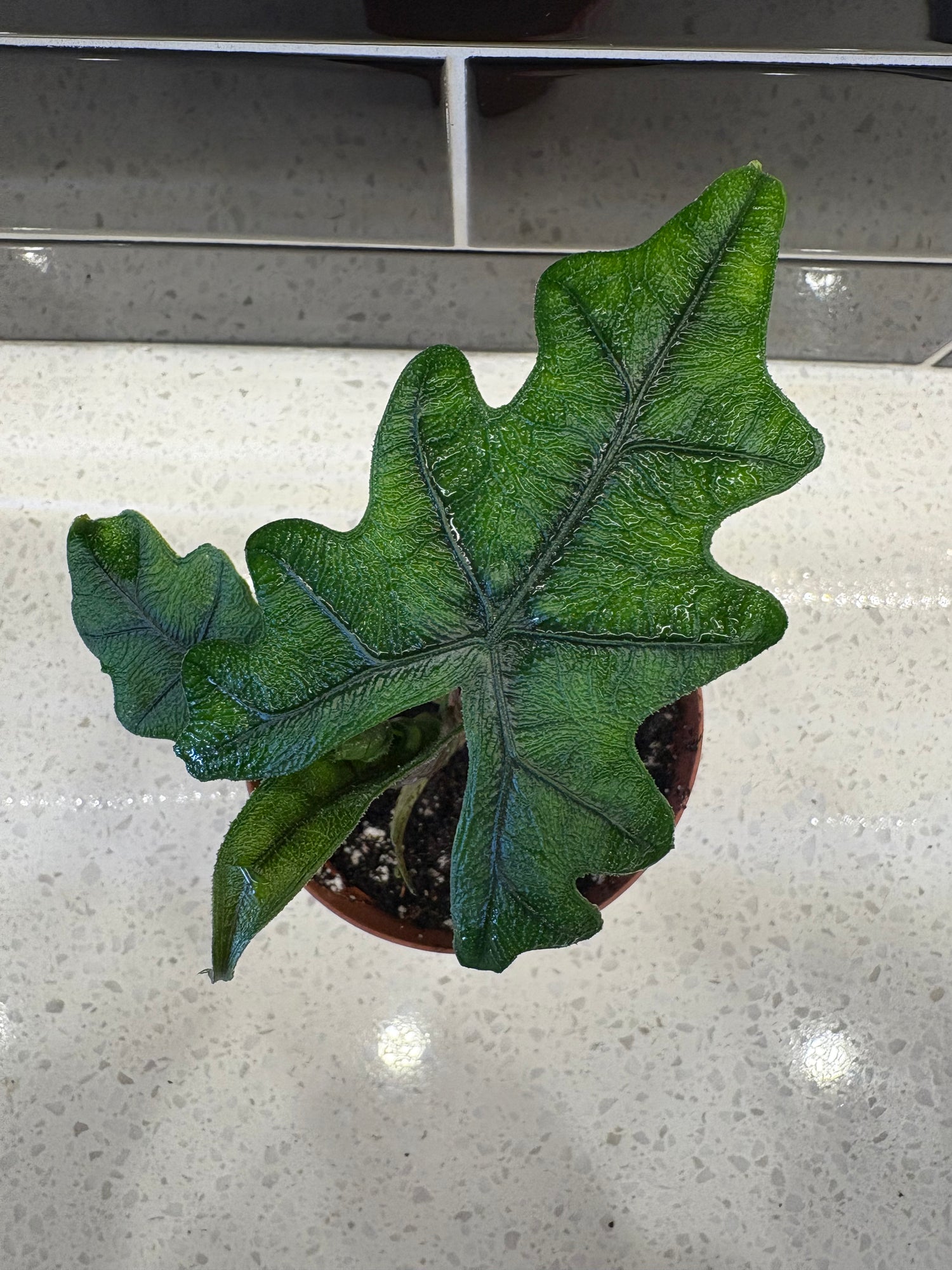 Alocasia Jacklyn 4”
