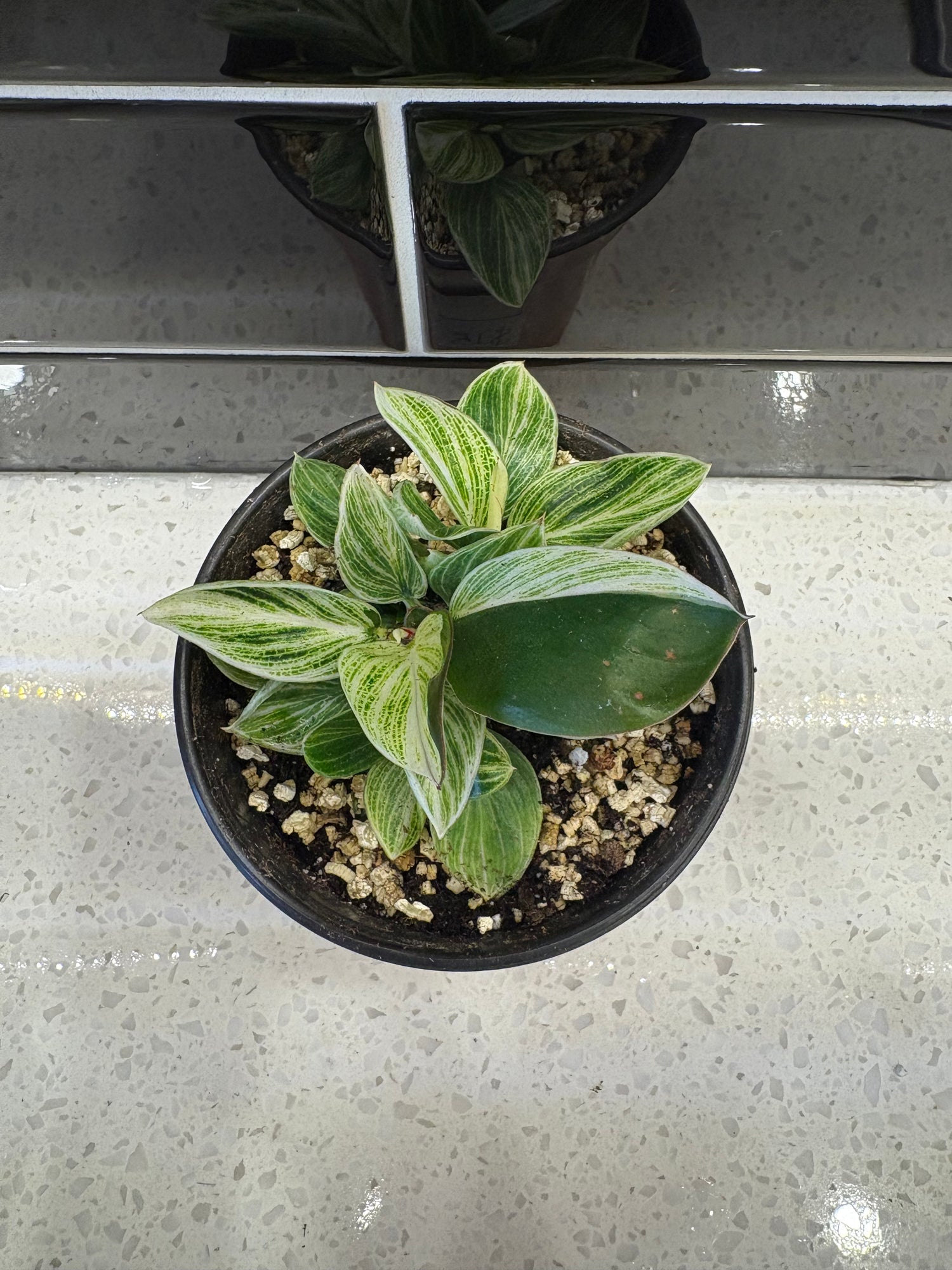 Philodendron - Birkin 4”
