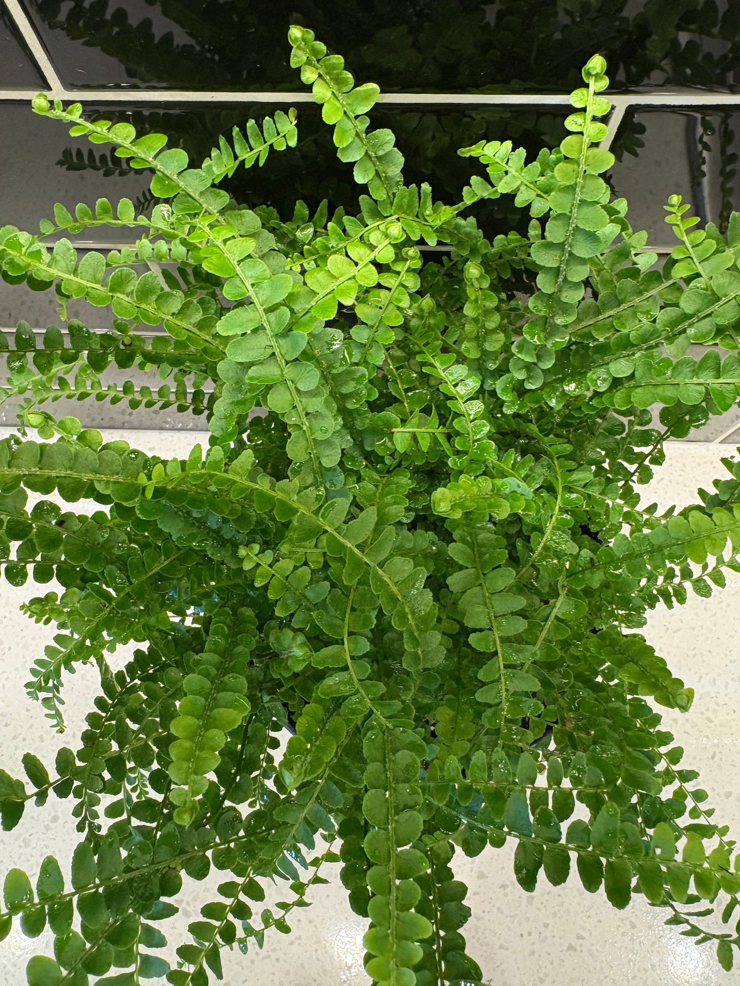 Lemon Button Fern