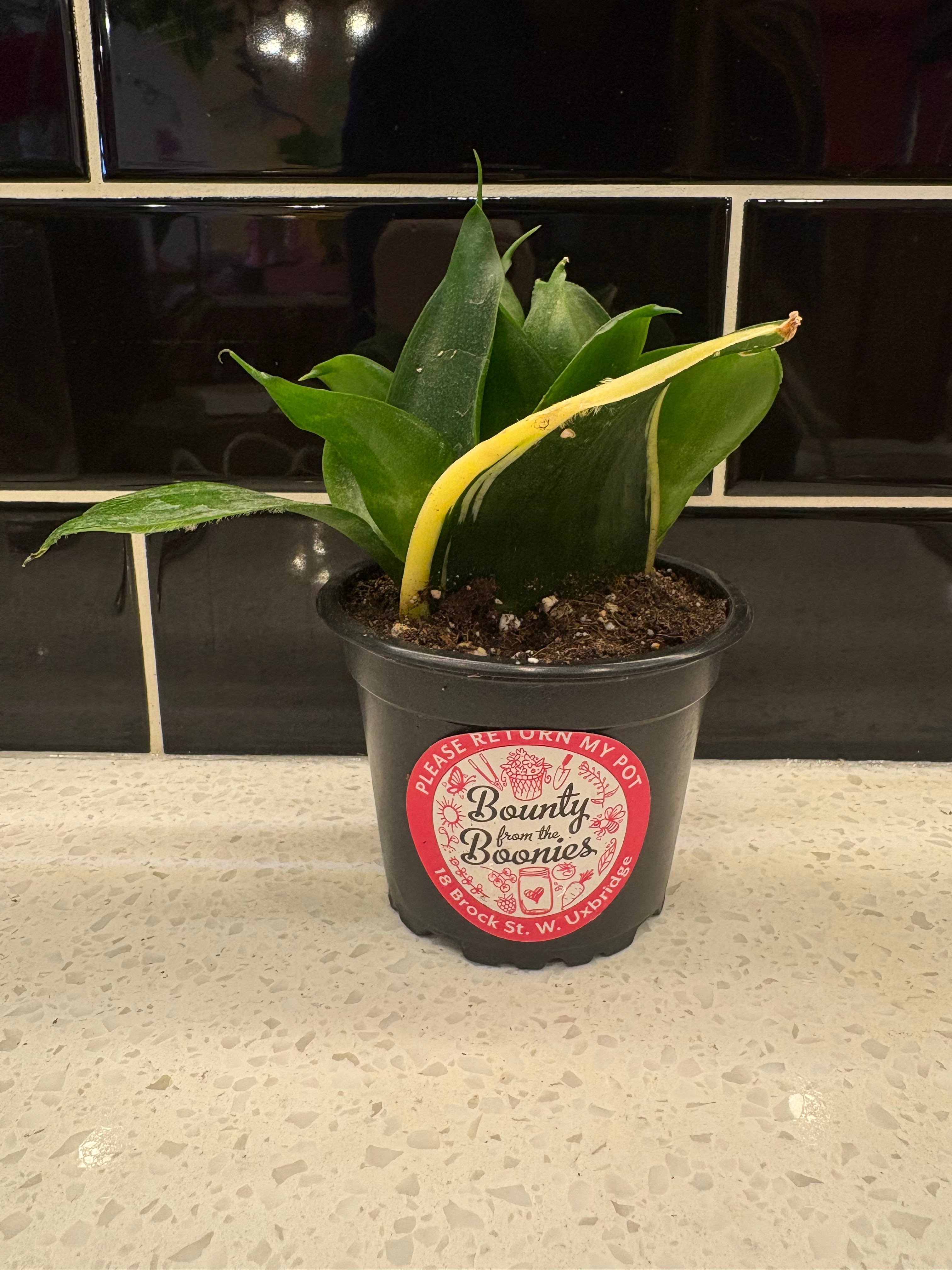 koi fin sansevieria Snake Plant