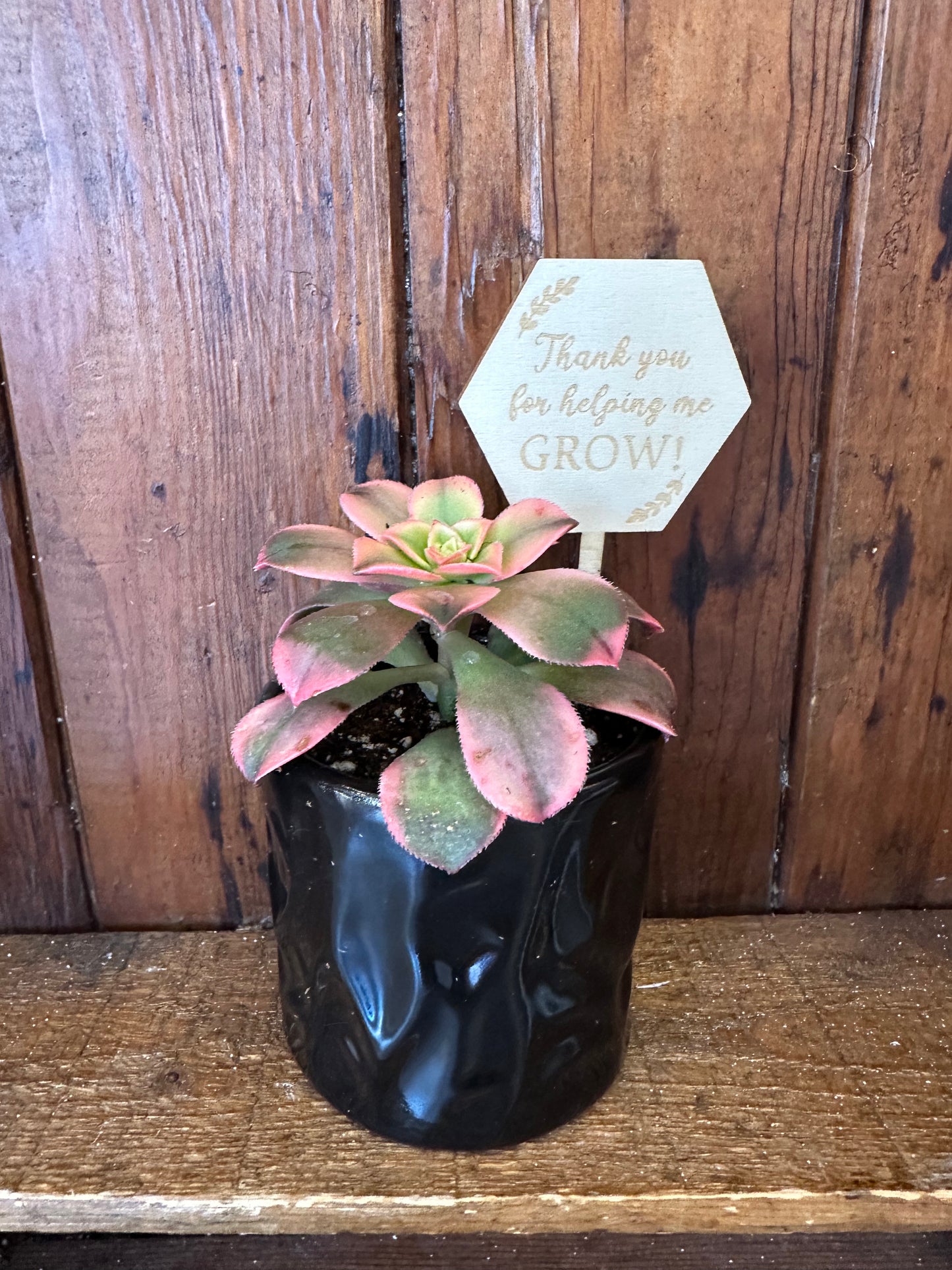 Thanks for Helping me Grow - Potted Plant bundle