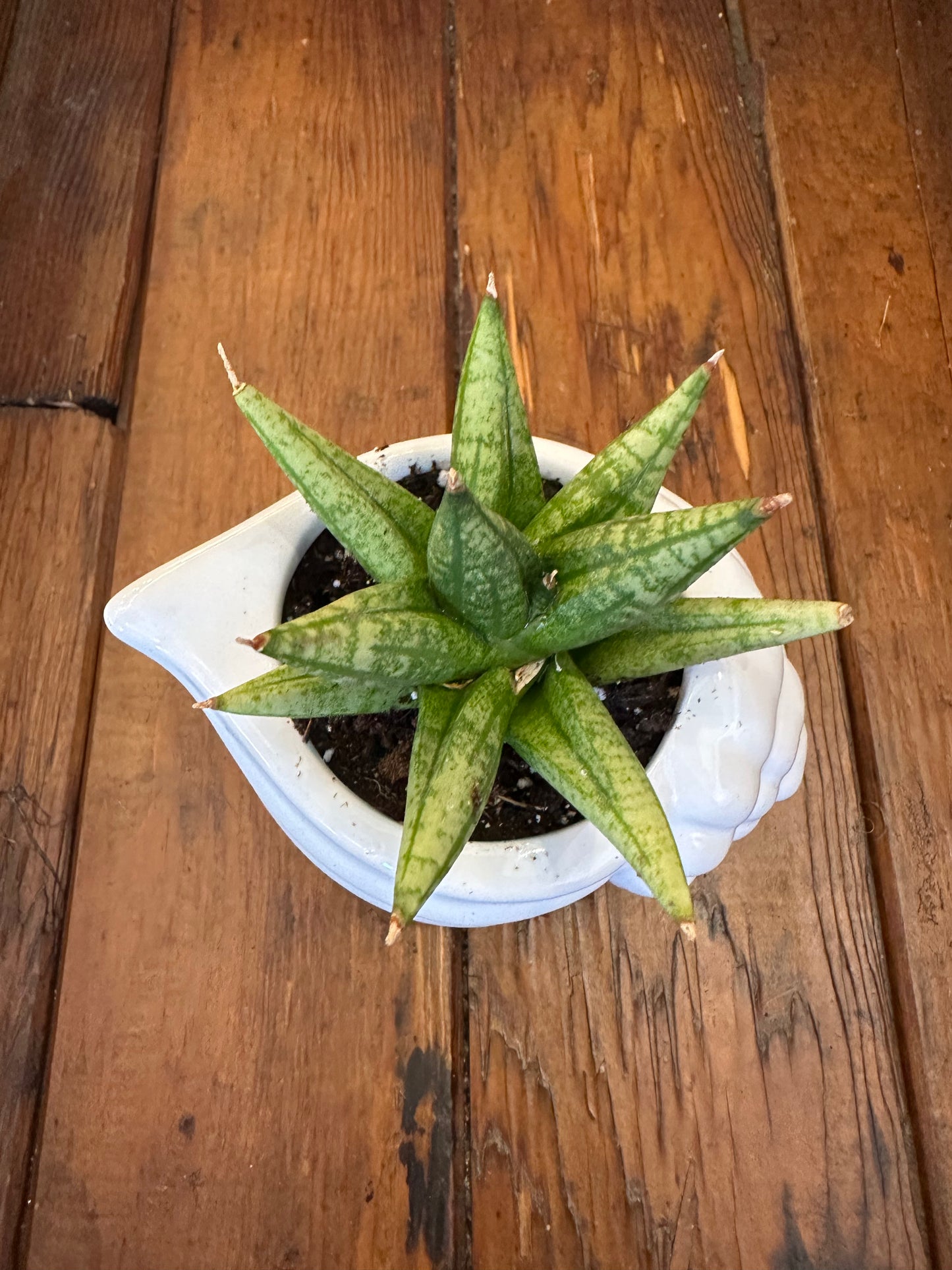 Thanks for Helping me Grow - Potted Plant bundle