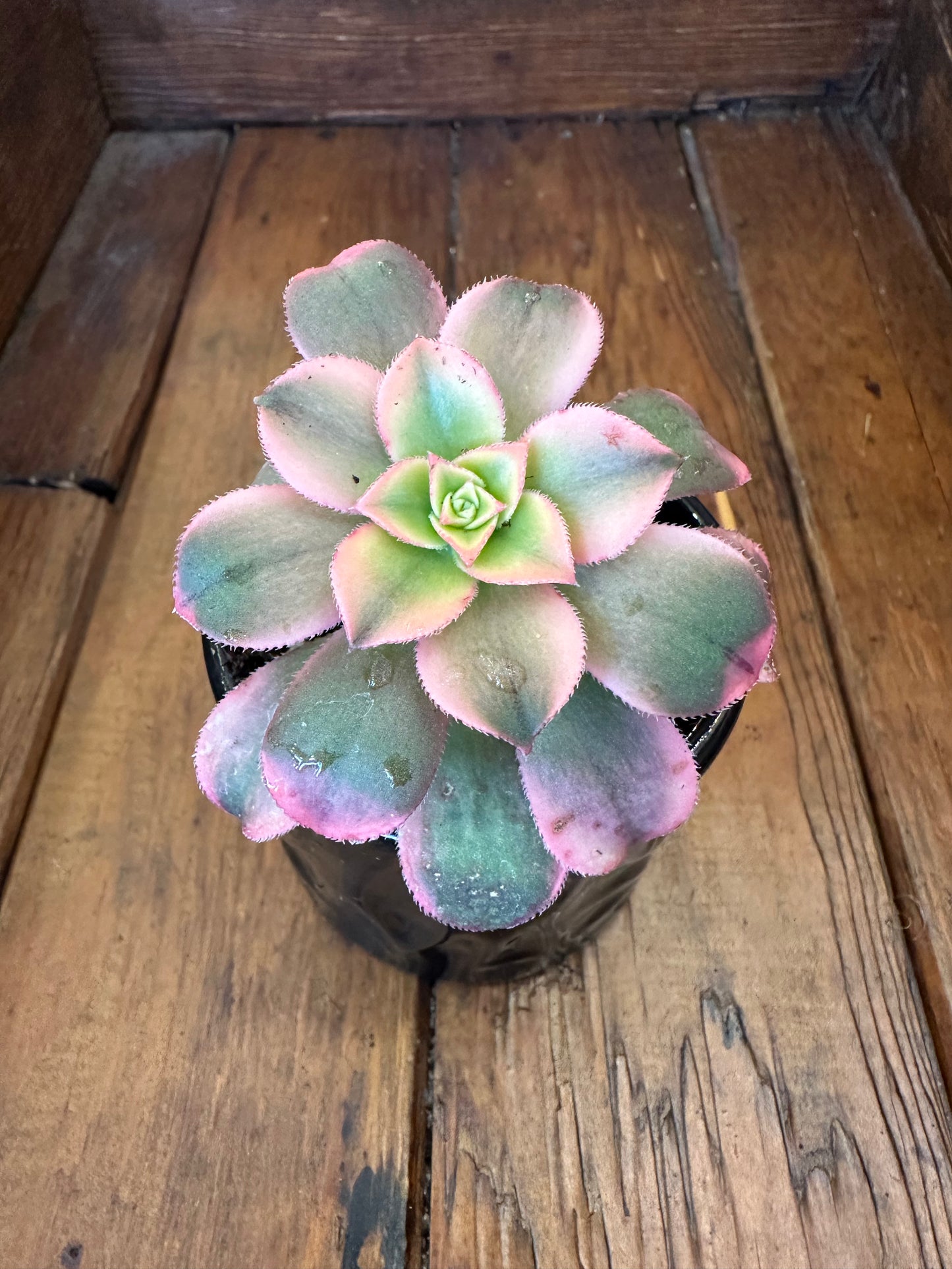 Thanks for Helping me Grow - Potted Plant bundle