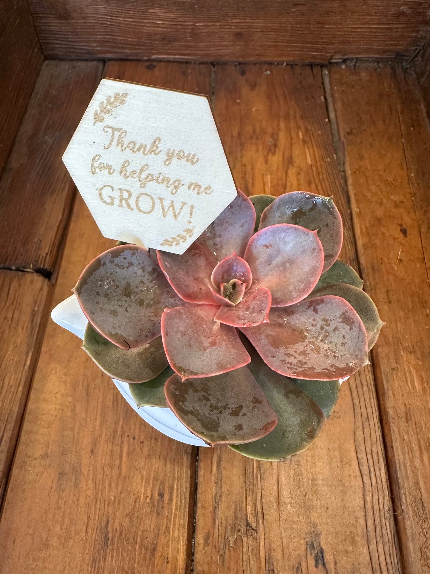 Thanks for Helping me Grow - Potted Plant bundle