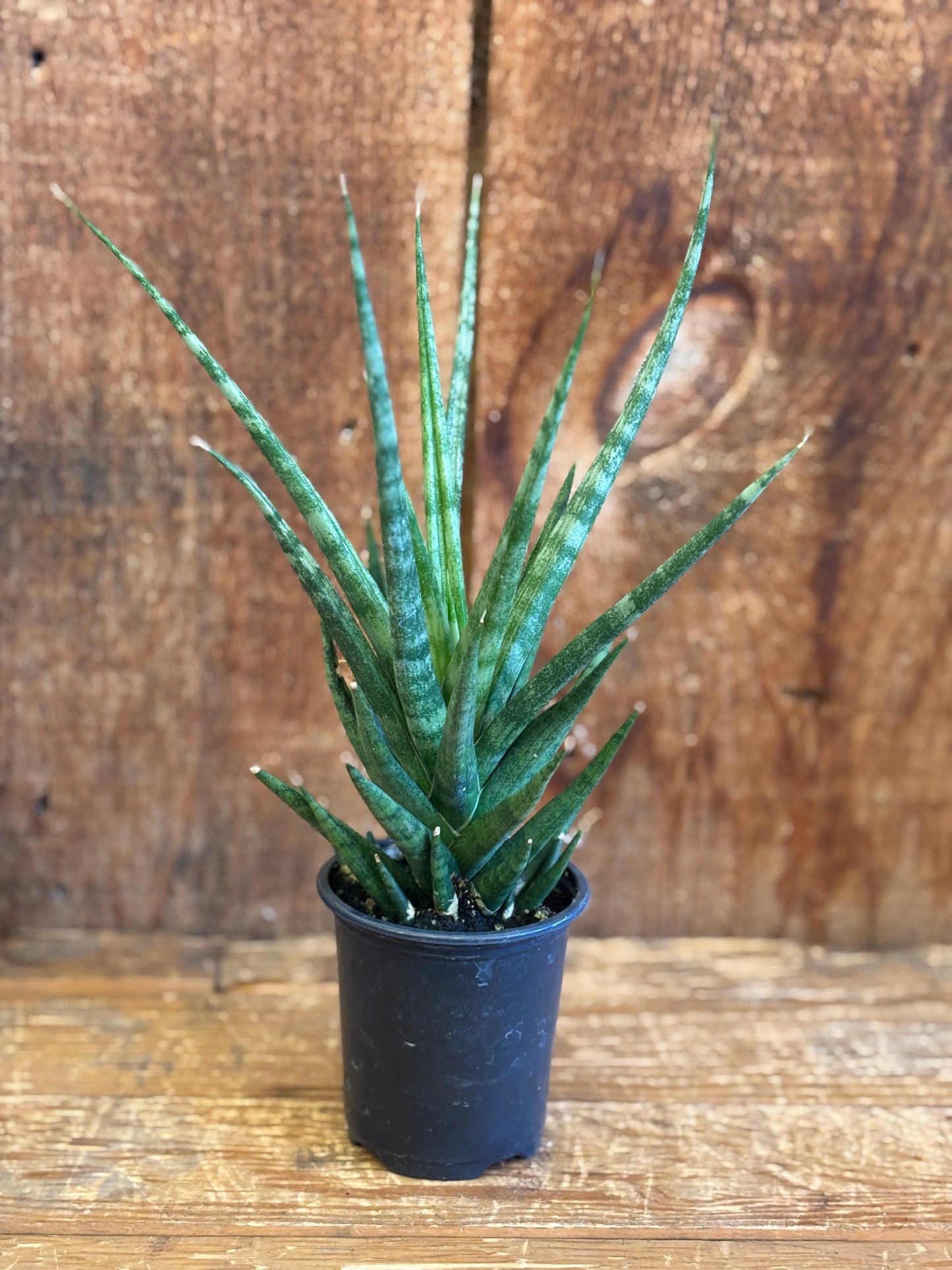 Dragon Tree