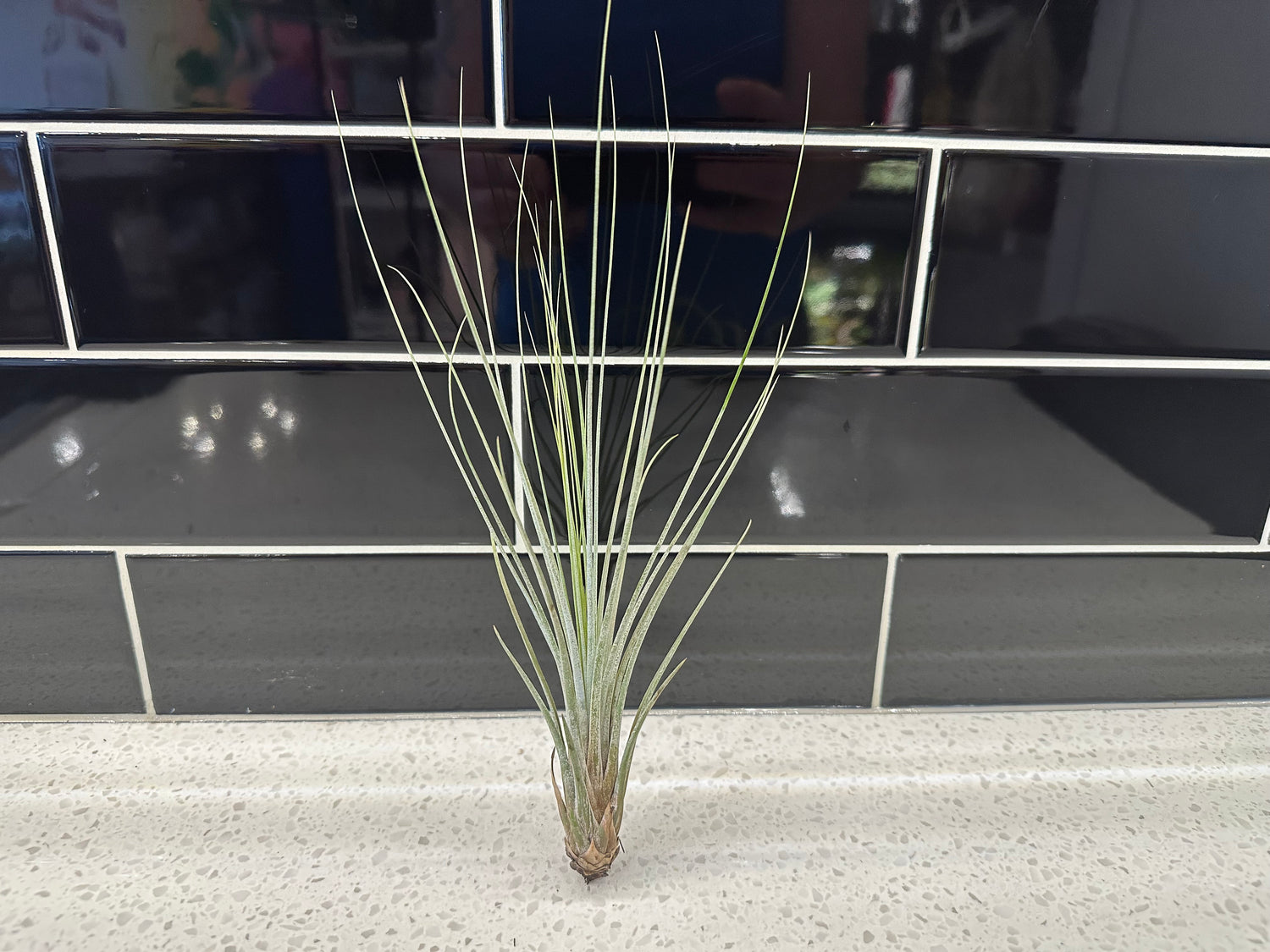 Air Plants - Medium