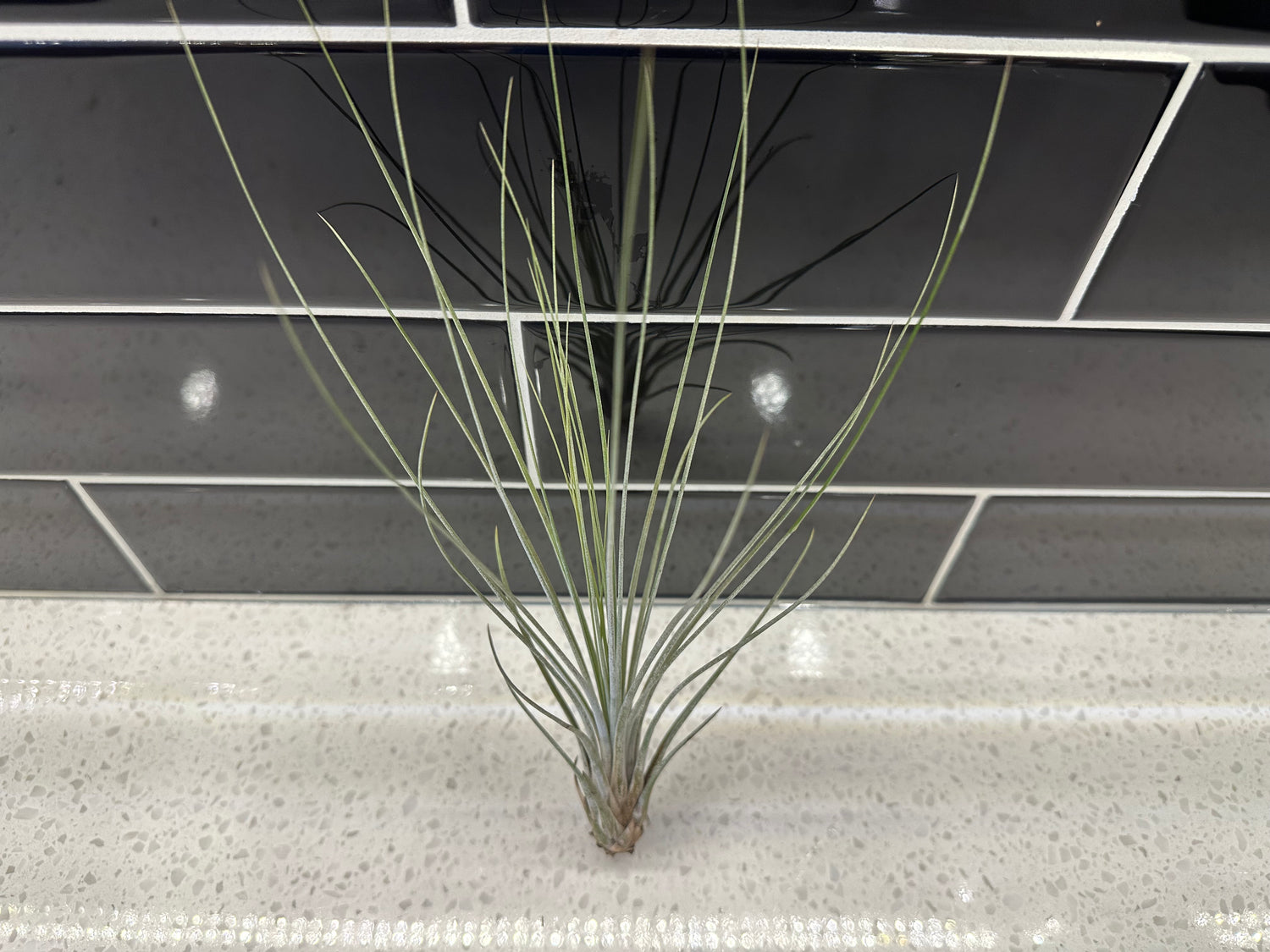 Air Plants - Medium