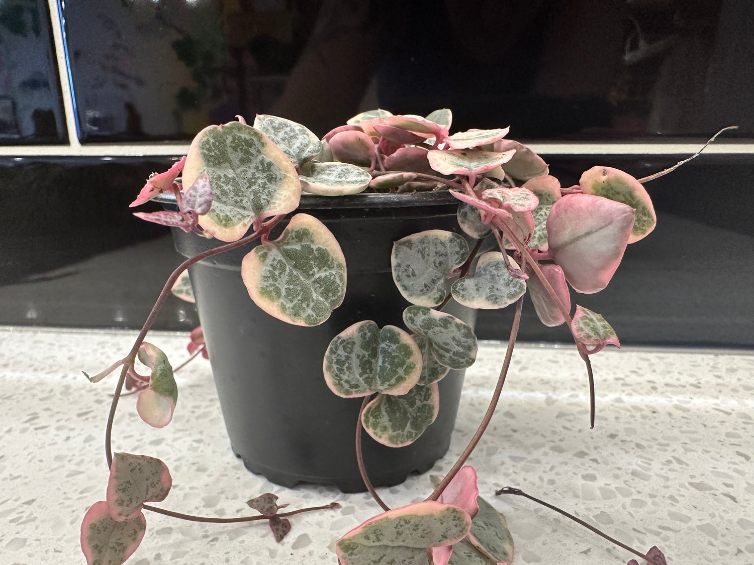 String of Hearts 3”