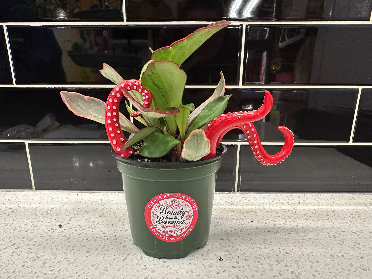 Tentacle Dopamine Plant Decor