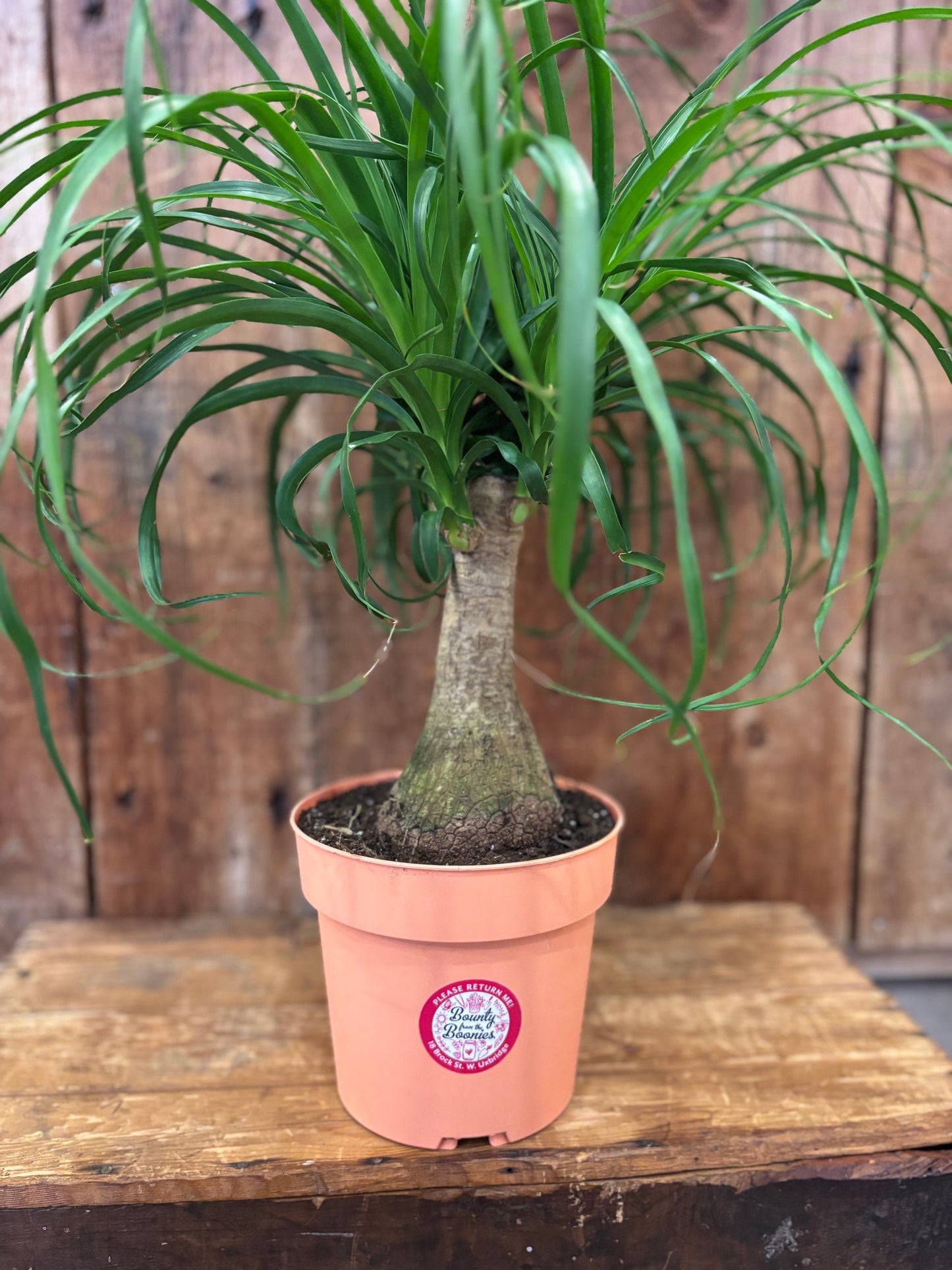 Ponytail Palm