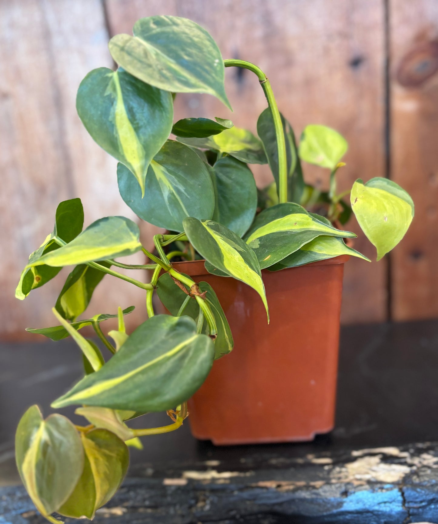 Philodendron - Brazil