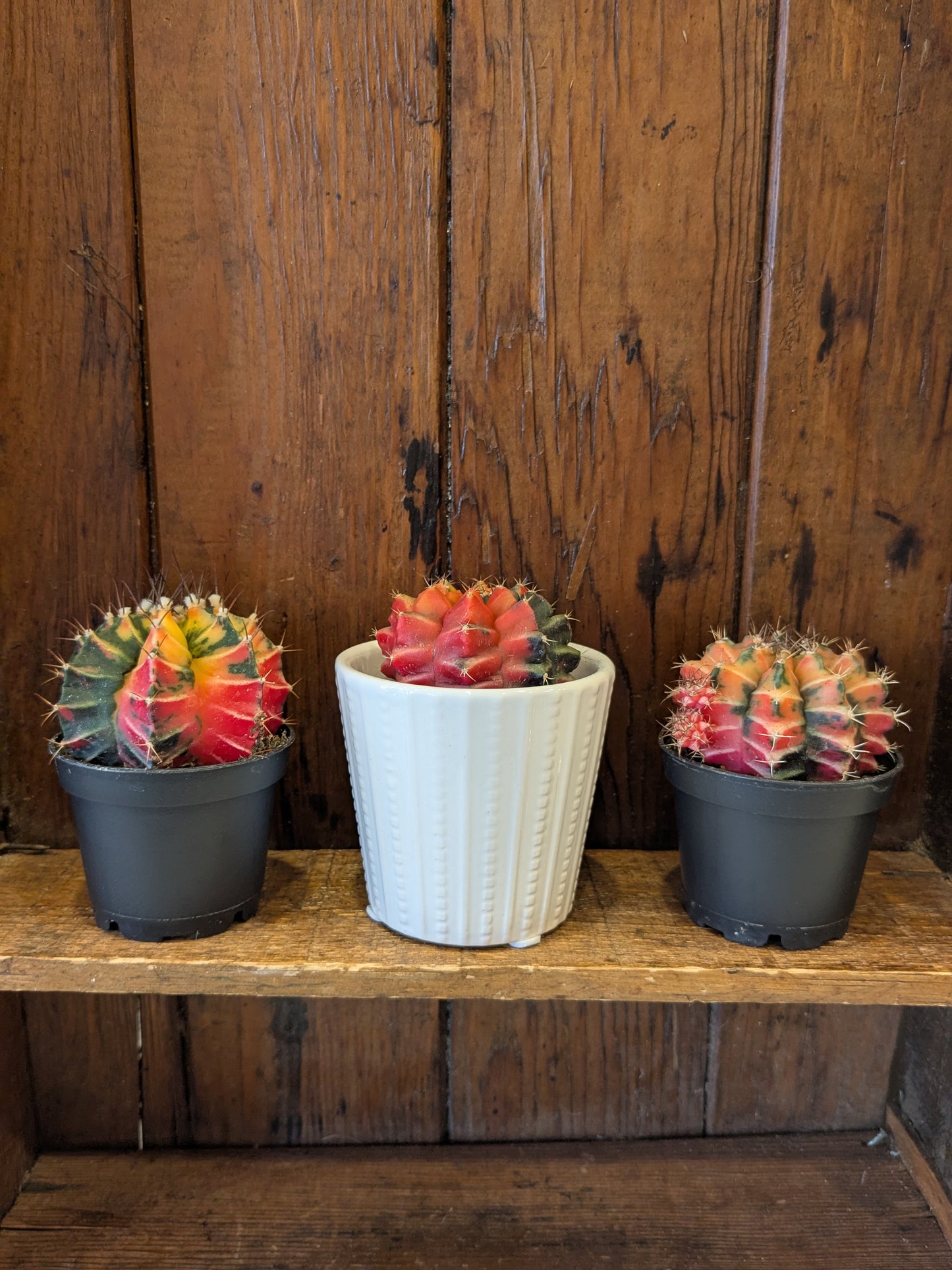 Tie Dye Cacti