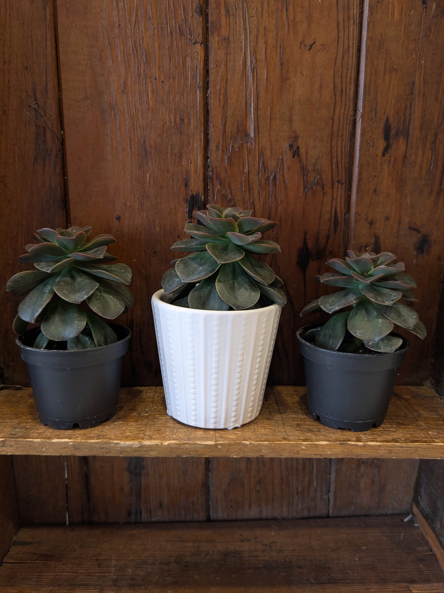 Succulents Assorted Varieties