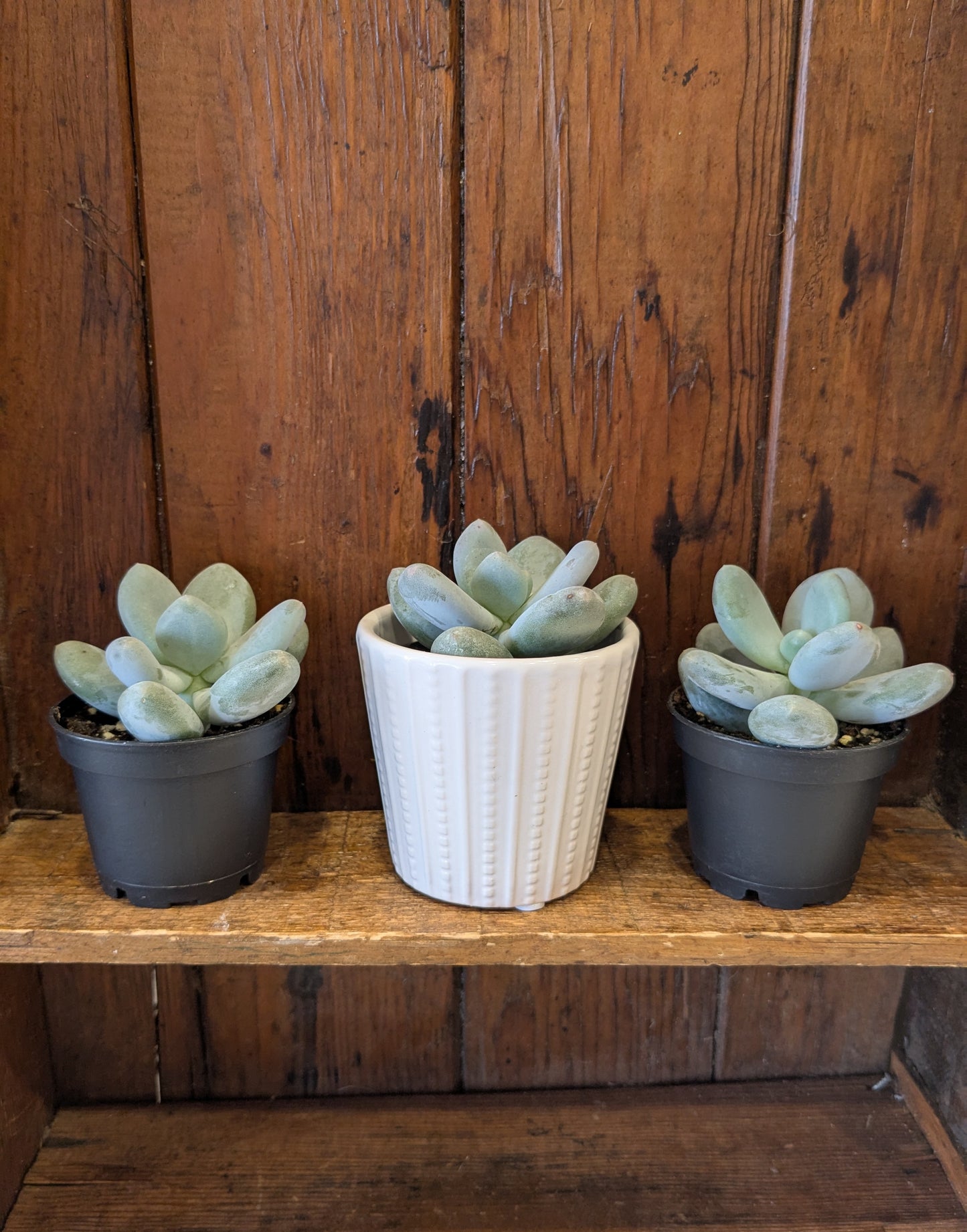 Succulents Assorted Varieties