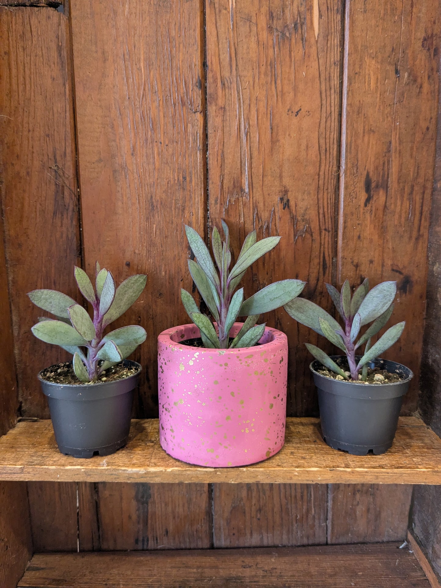 Succulents Assorted Varieties