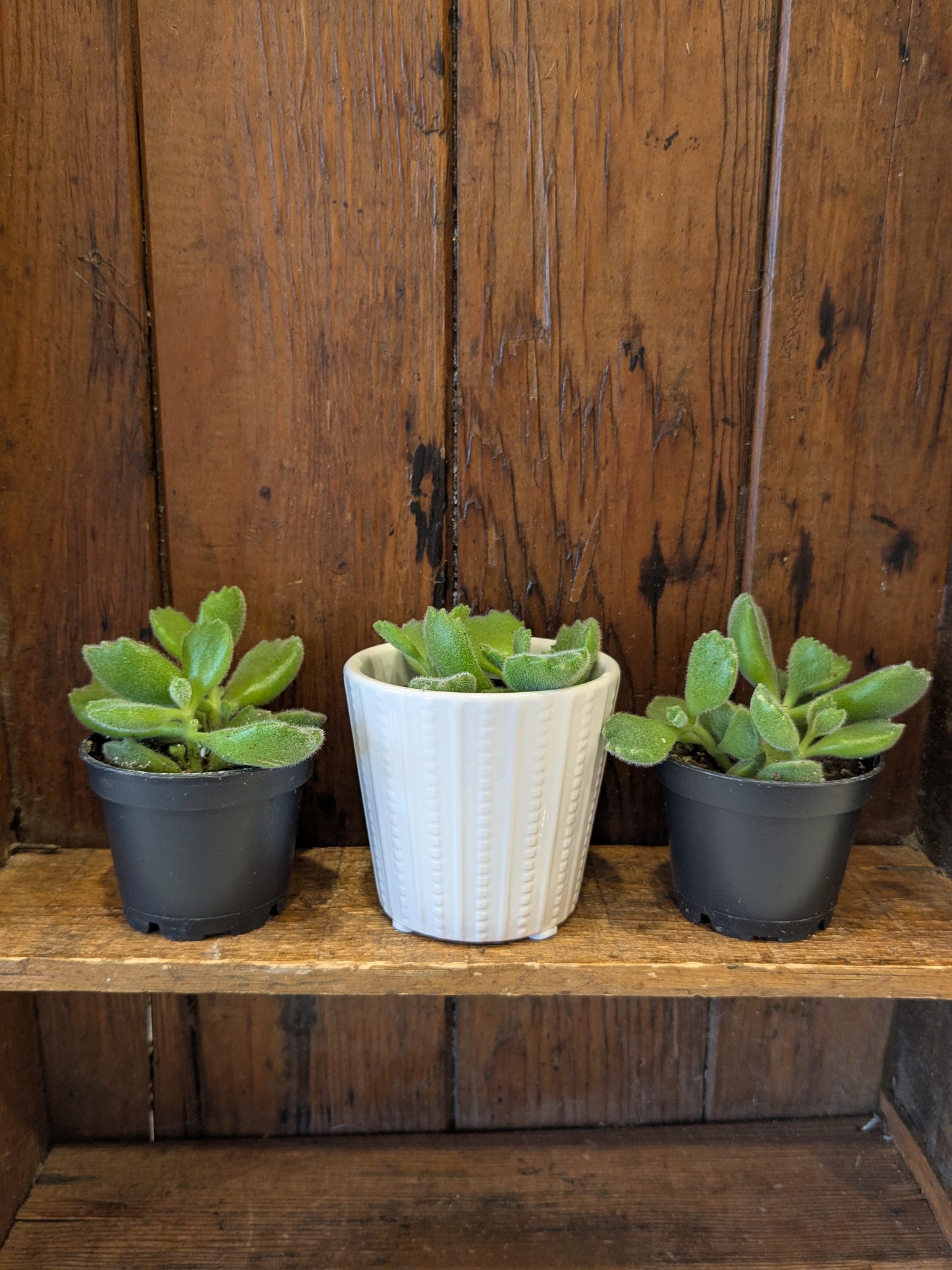 Succulents Assorted Varieties