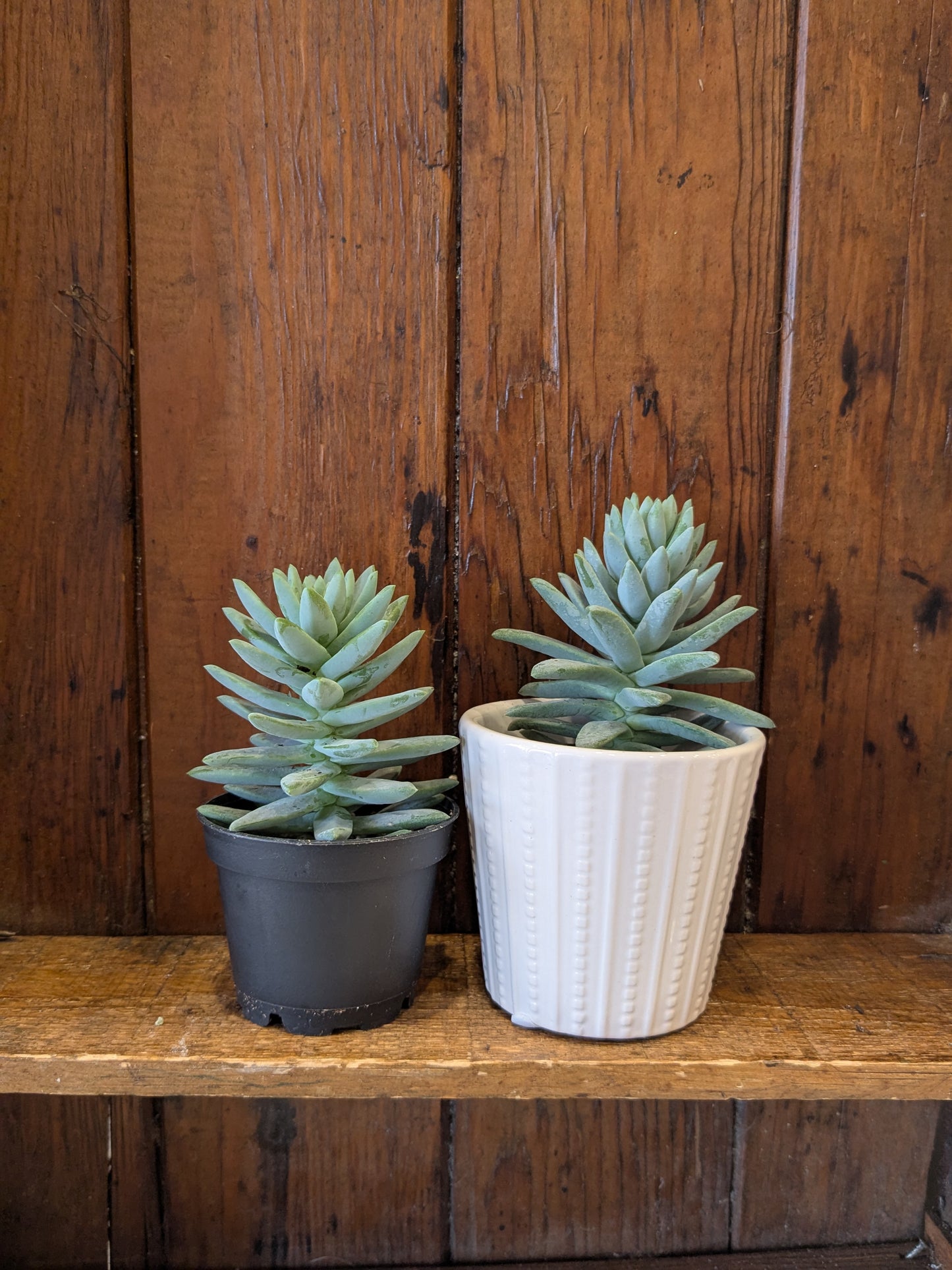 Succulents Assorted Varieties