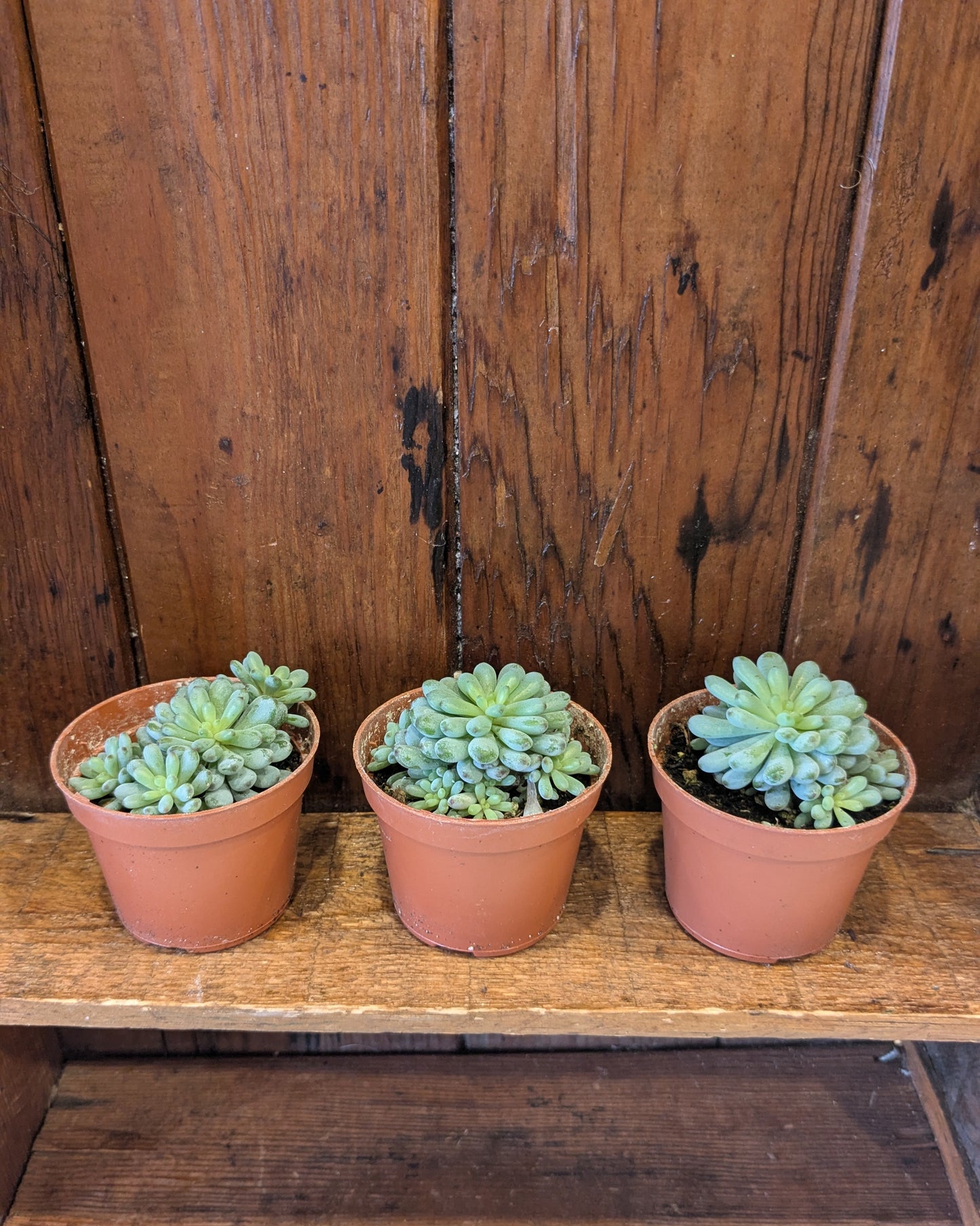 Succulents Assorted Varieties