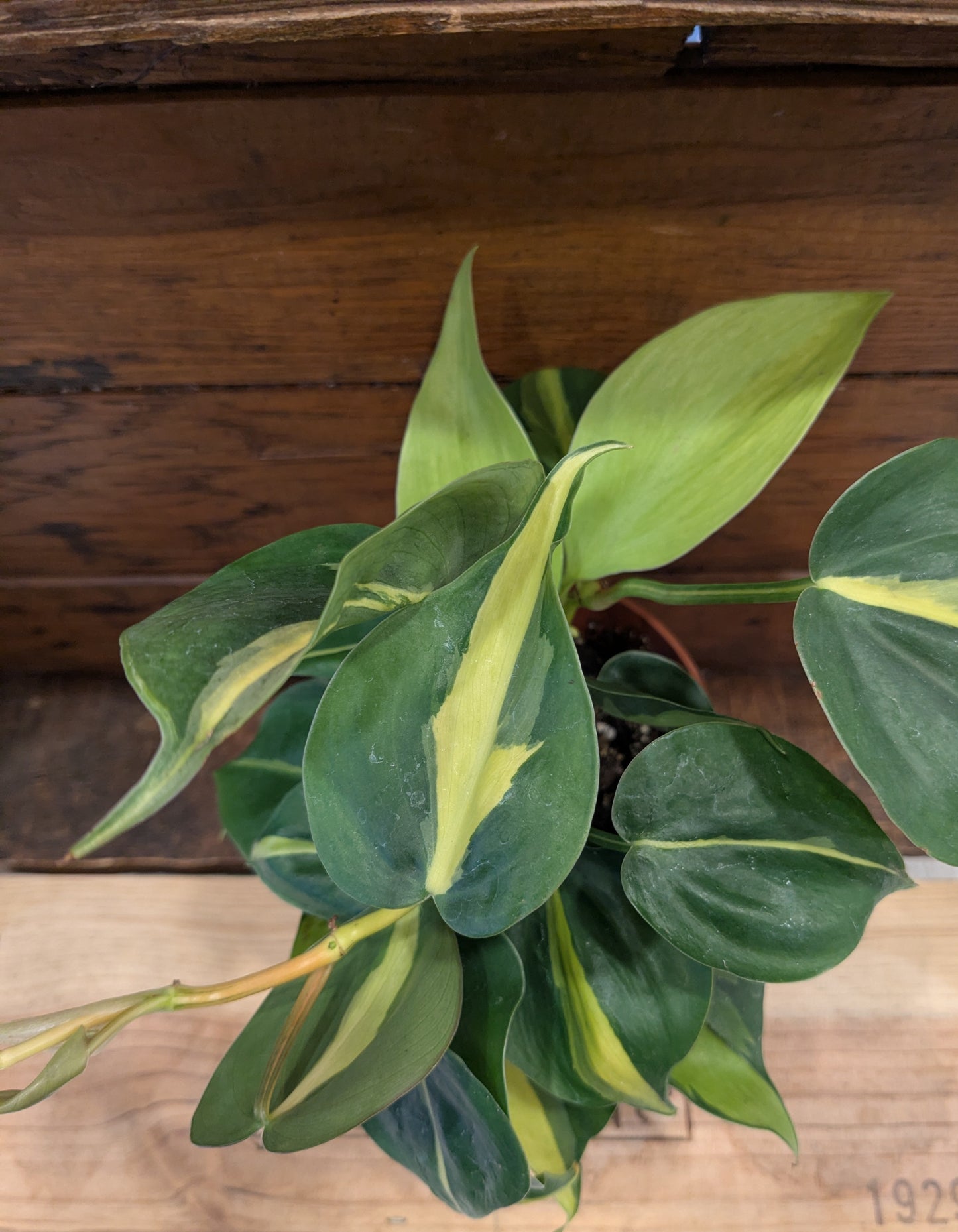 Philodendron - Brazil