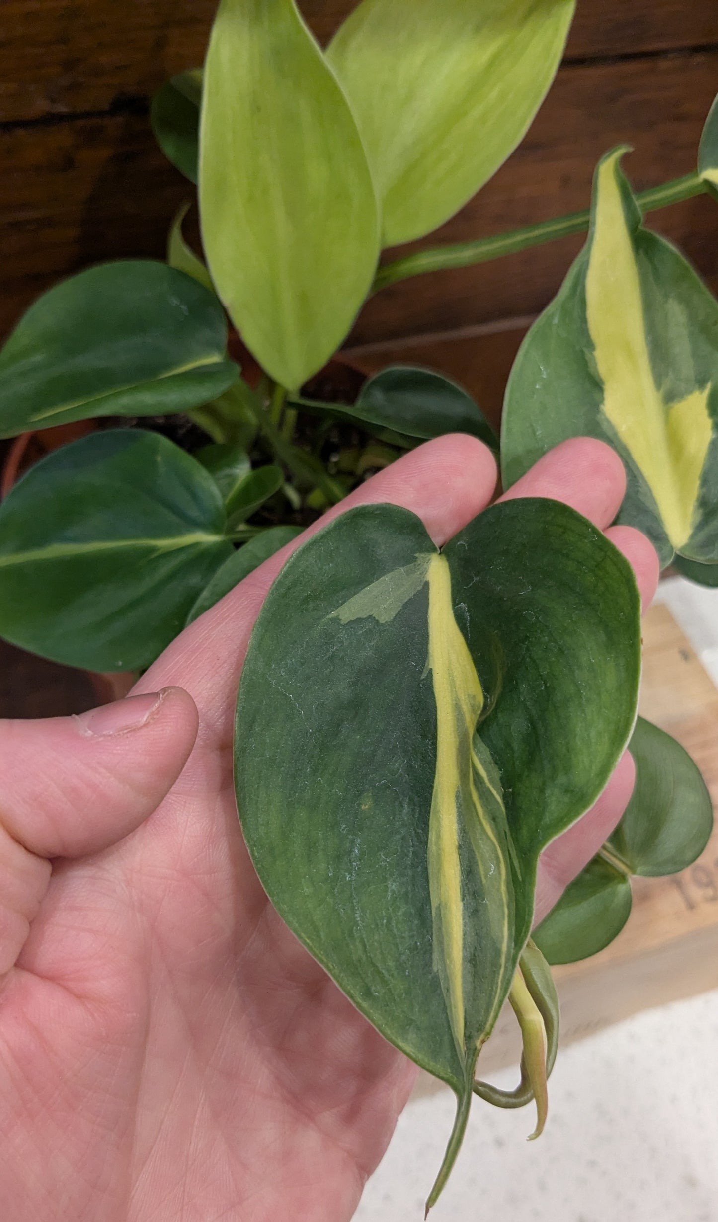 Philodendron - Brazil