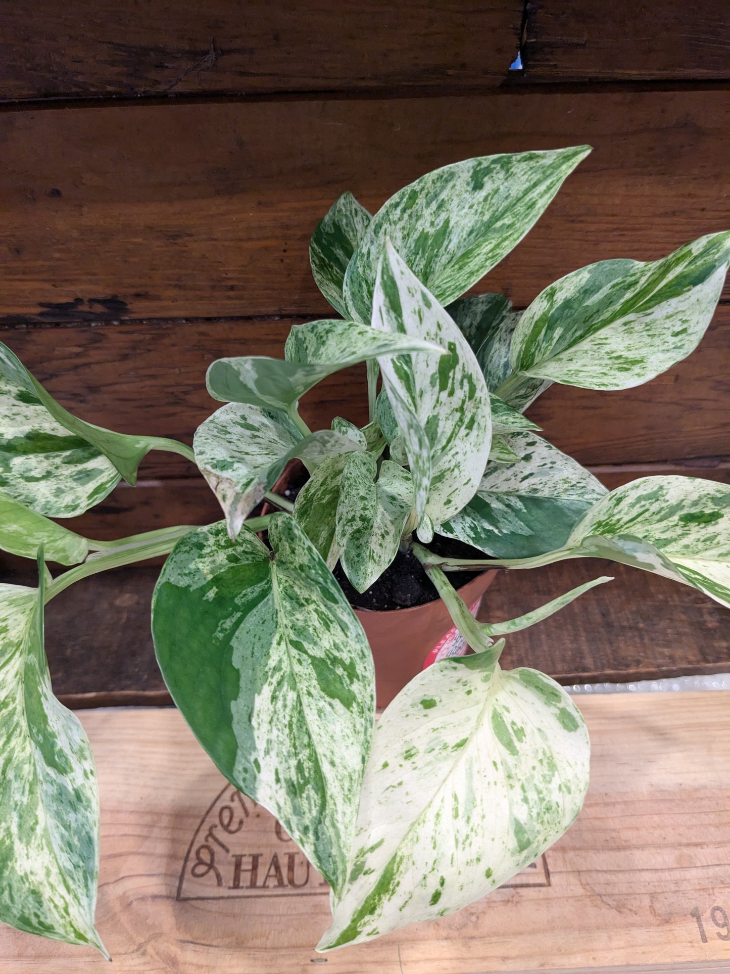 Pothos - Marble Queen