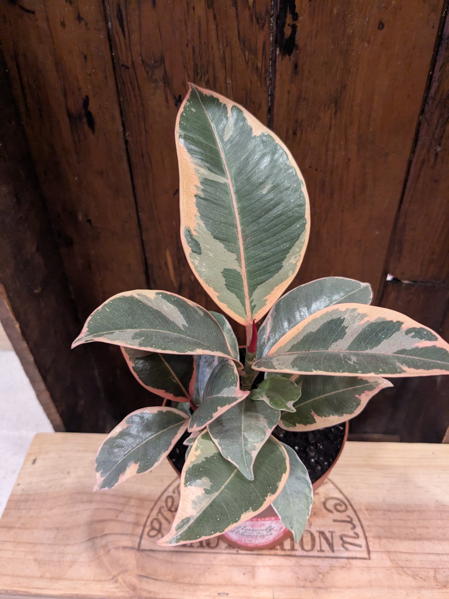 Ficus Elastica Tineke