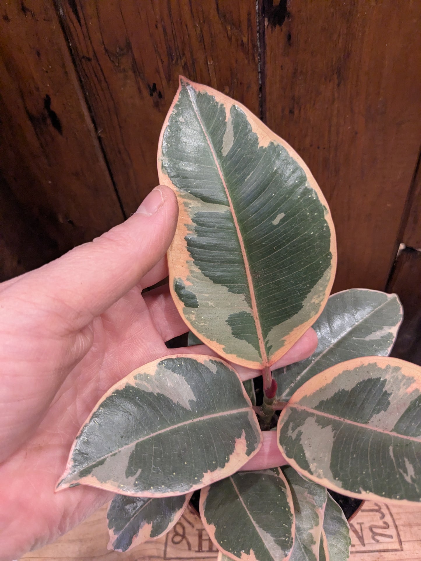 Ficus Elastica Tineke