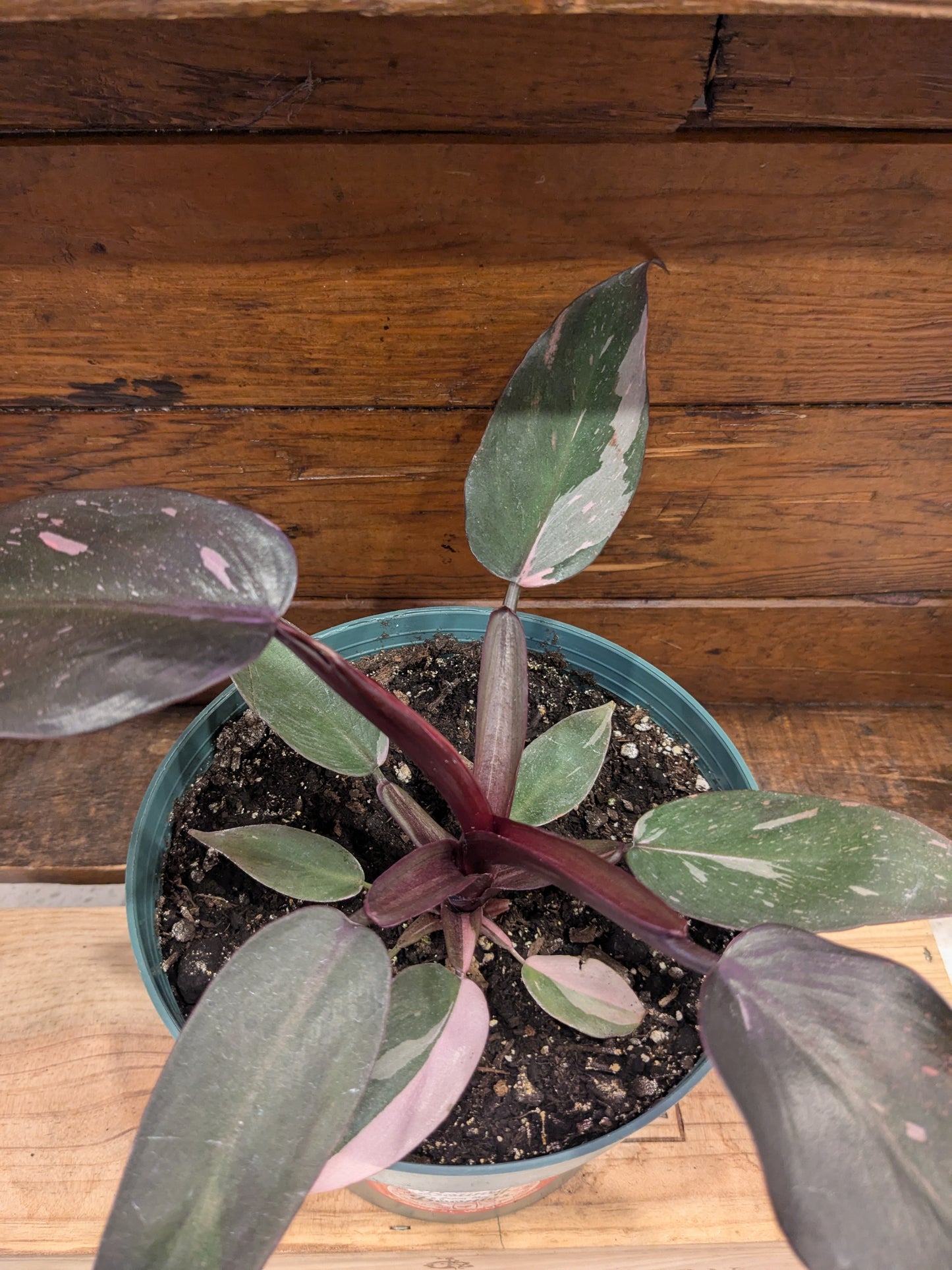 Philodendron - Pink Princess