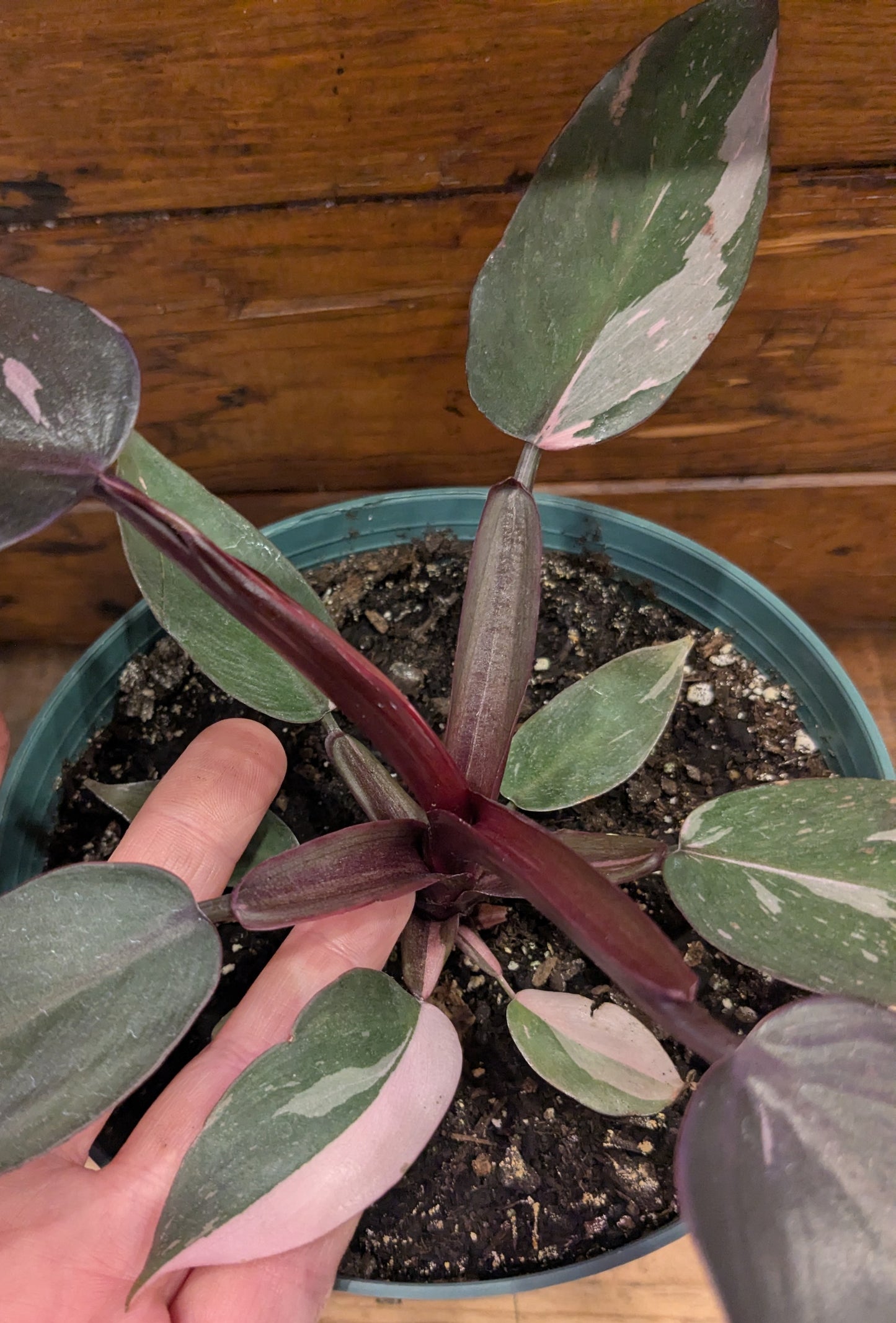 Philodendron - Pink Princess