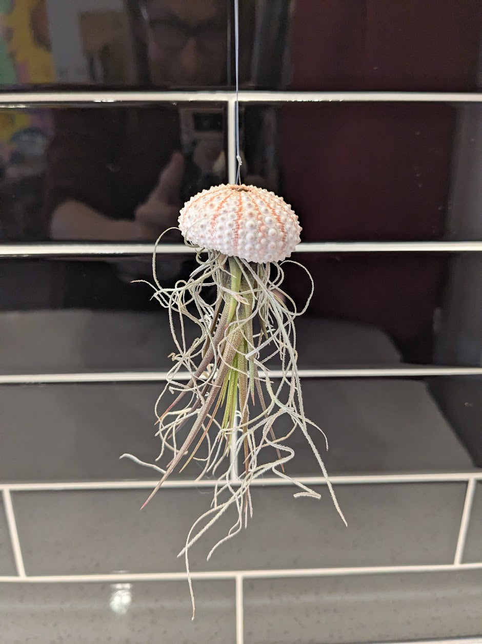 Jellyfish Air Plants