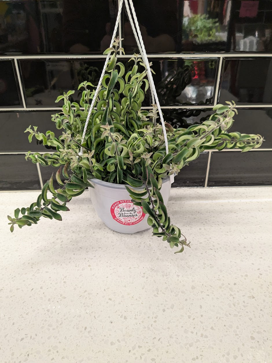 Hanging Lipstick Plant - Curly Q - Large