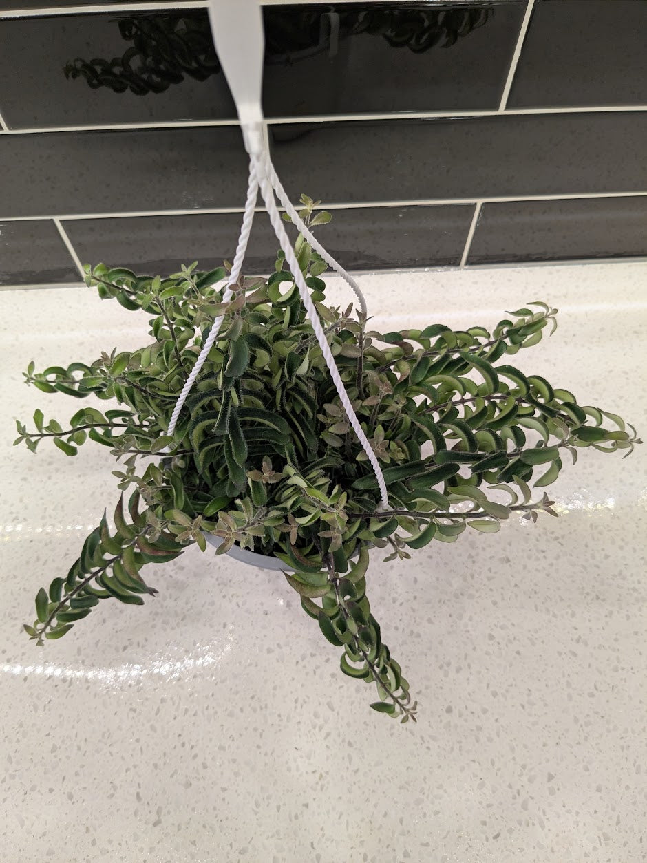 Hanging Lipstick Plant - Curly Q - Large