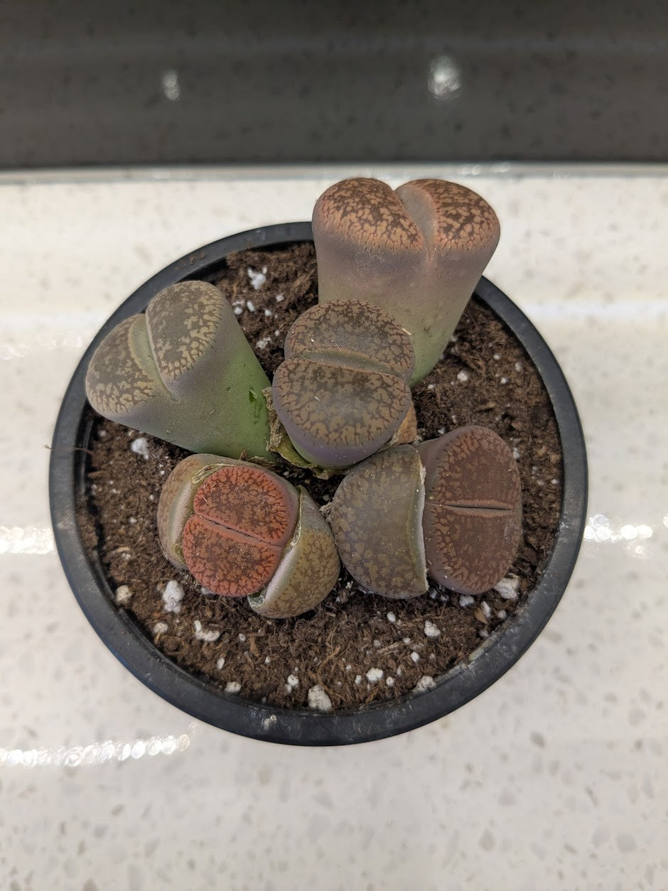 Living Stones 4"