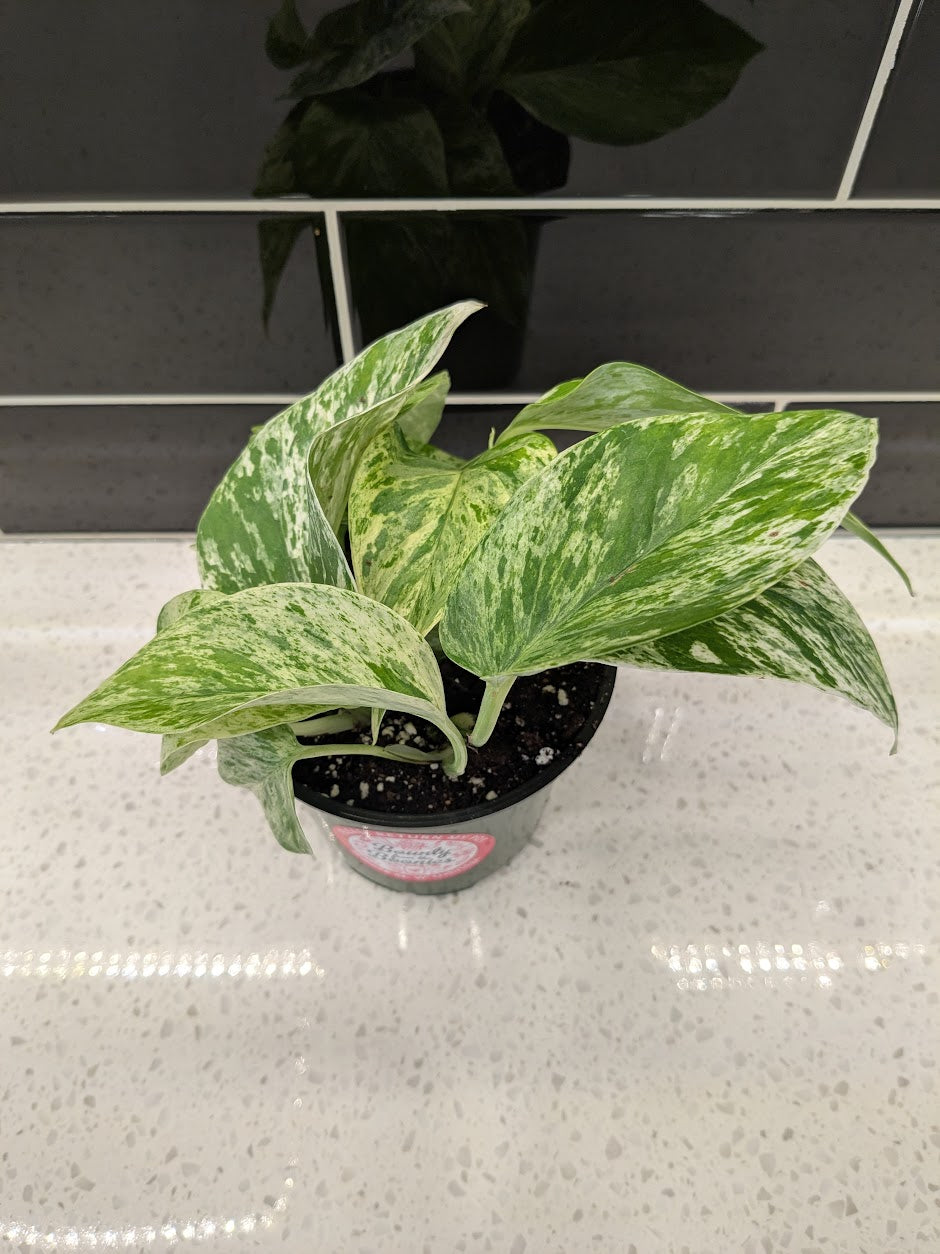 Pothos - Marble Queen