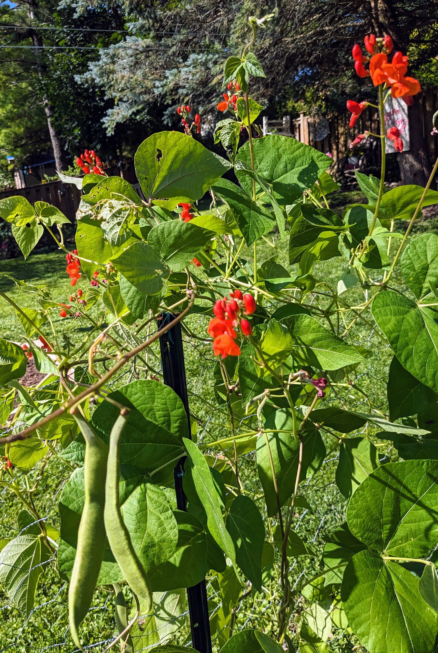 Beans, Scarlet Runner Seeds