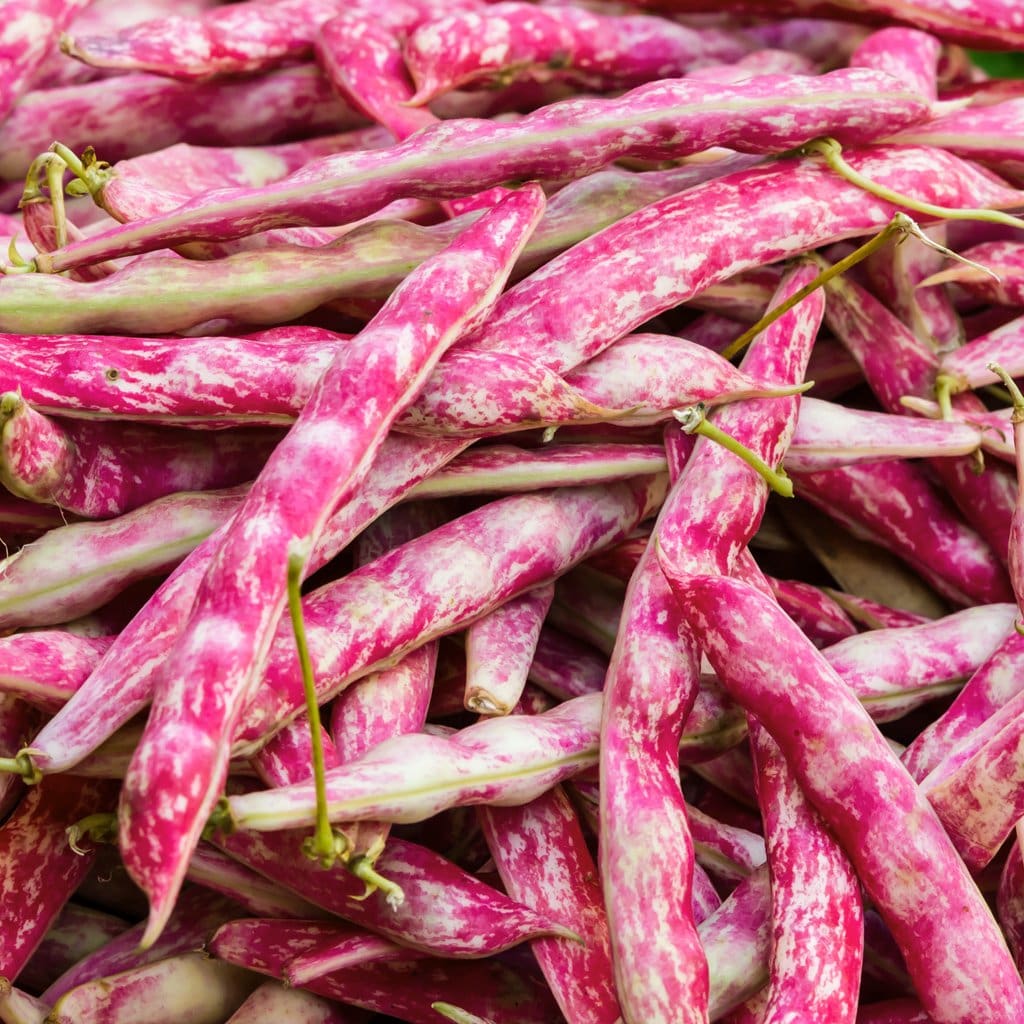 Beans, Cranberry Seeds