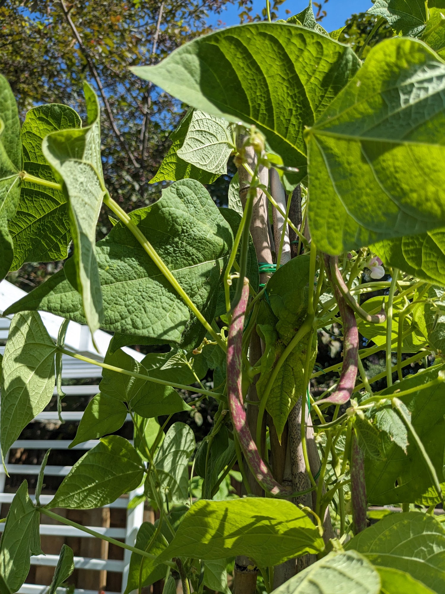 Beans, Cranberry Seeds