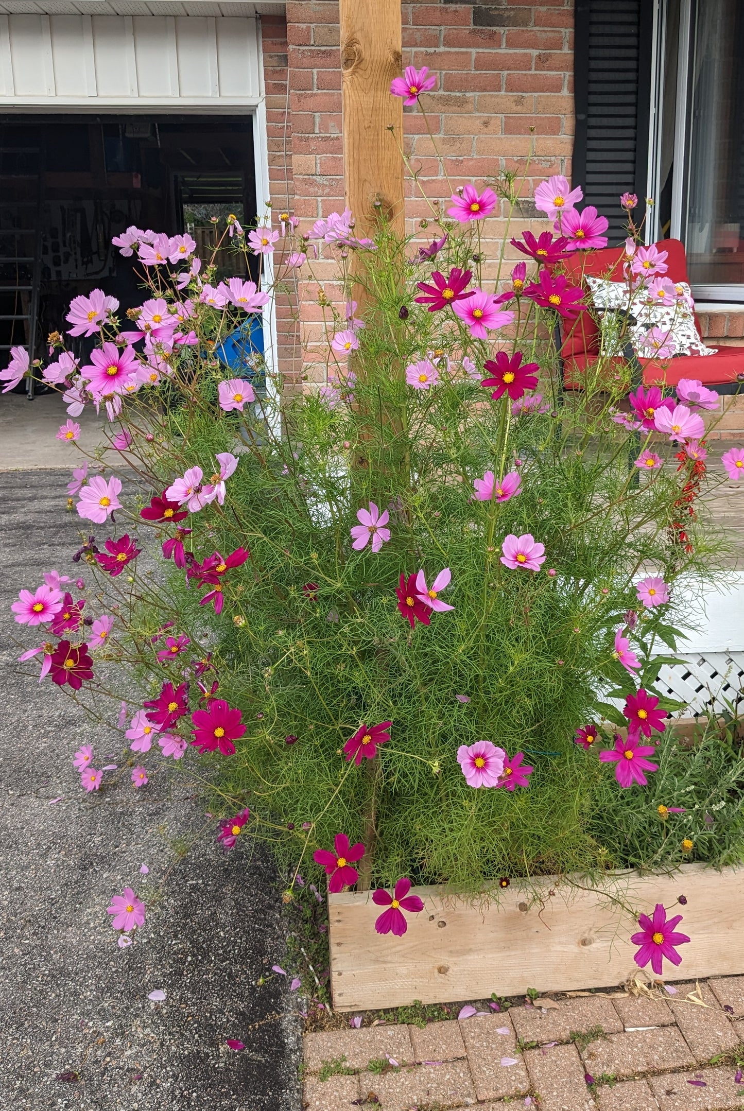 Cosmos, Carly's Pink Seeds