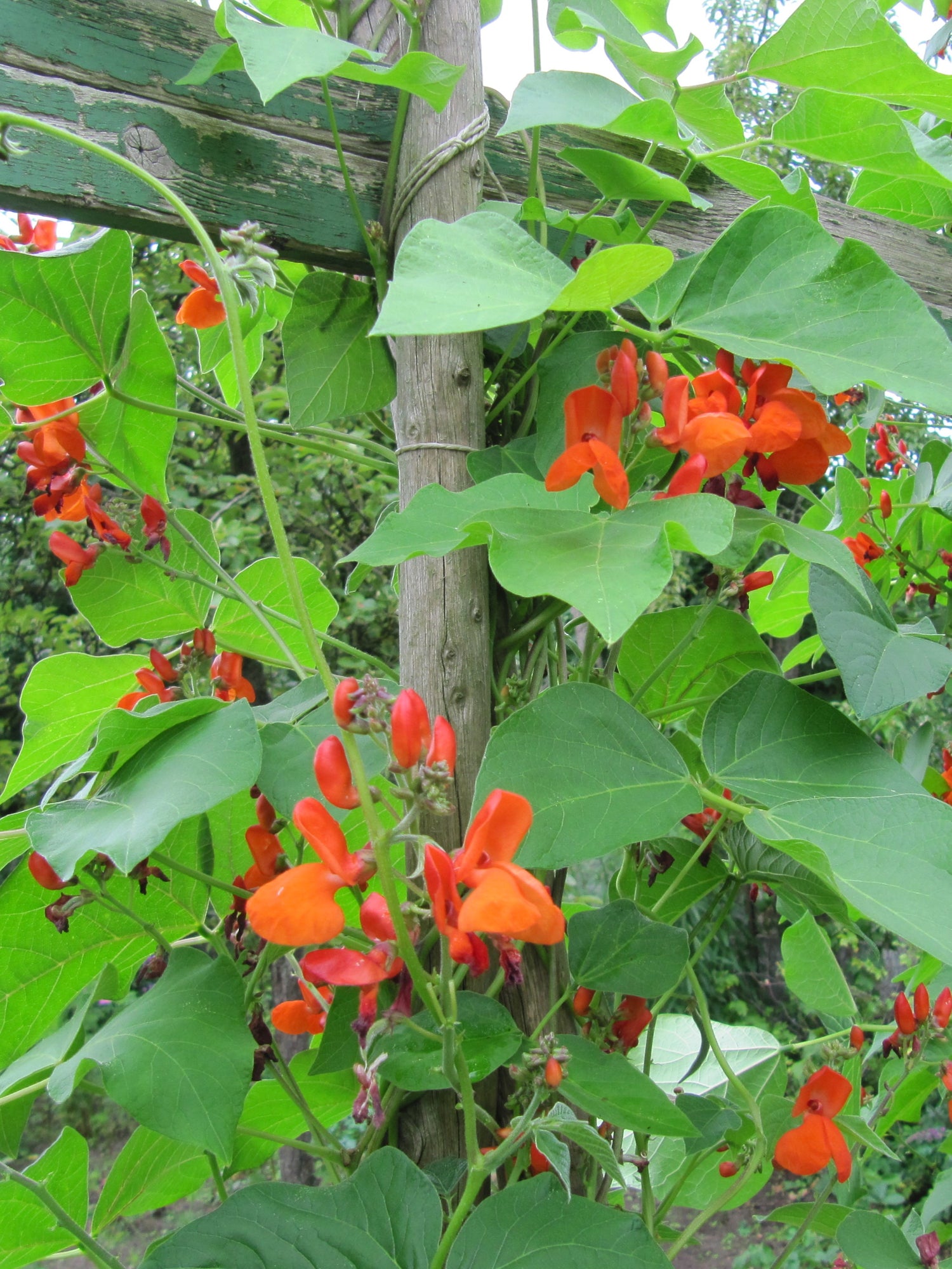 Beans, Scarlet Runner Seeds