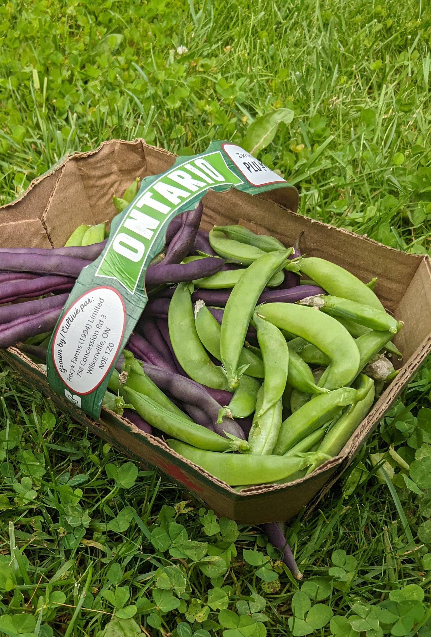 Peas, Sugar Snap Dwarf Variety: Sugar Ann Seeds