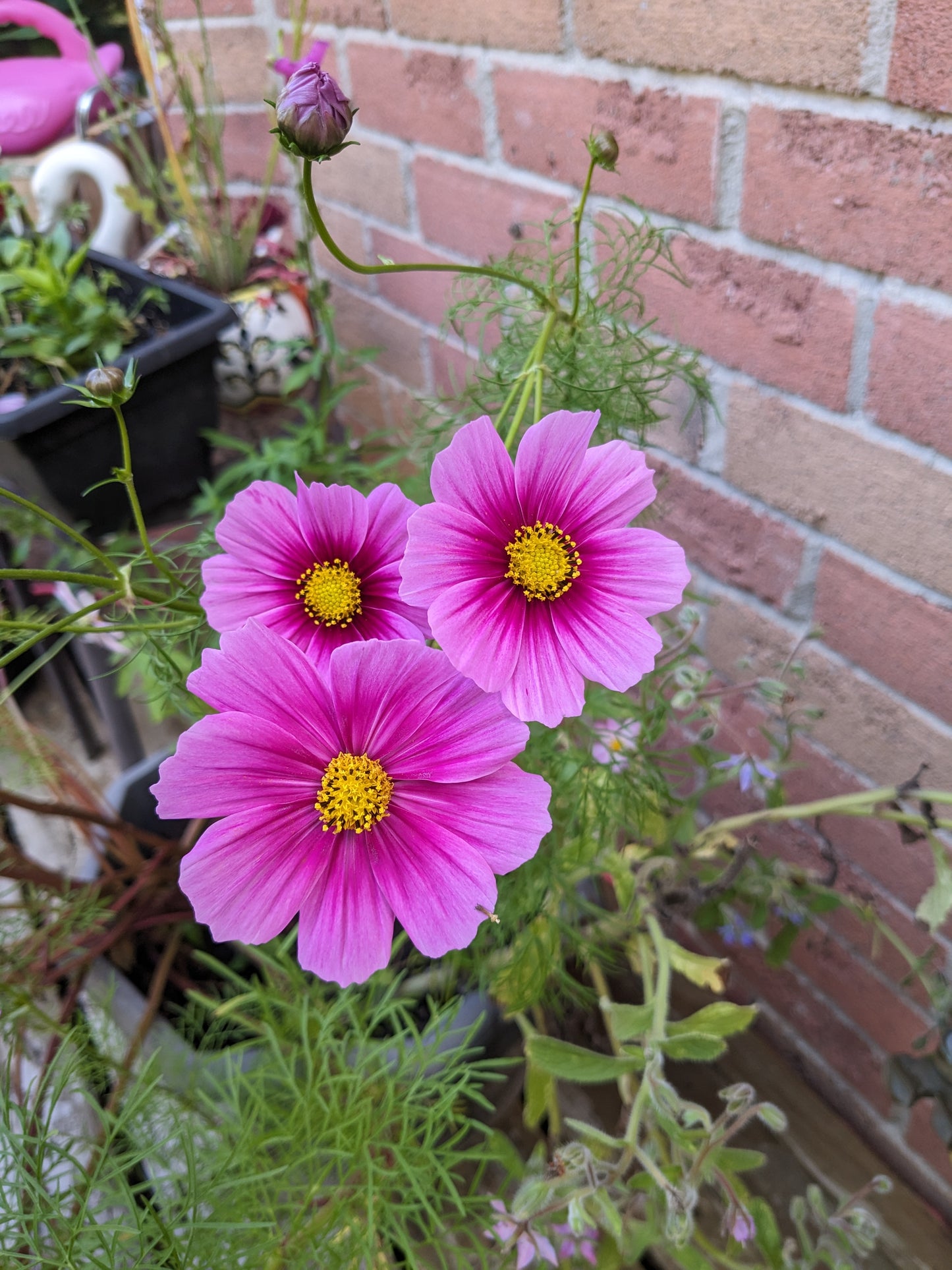 Cosmos, Carly's Pink Seeds