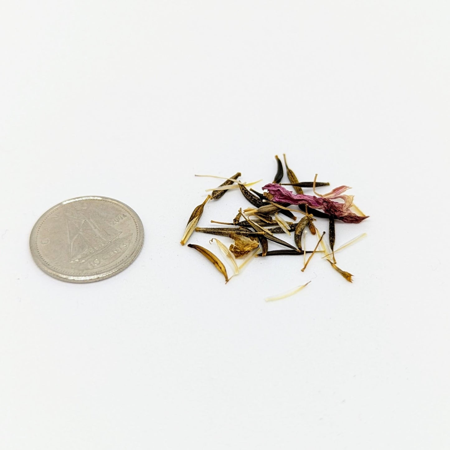 Cosmos, Carly's Pink Seeds