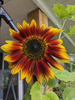Sunflower, Ring of Fire Seeds
