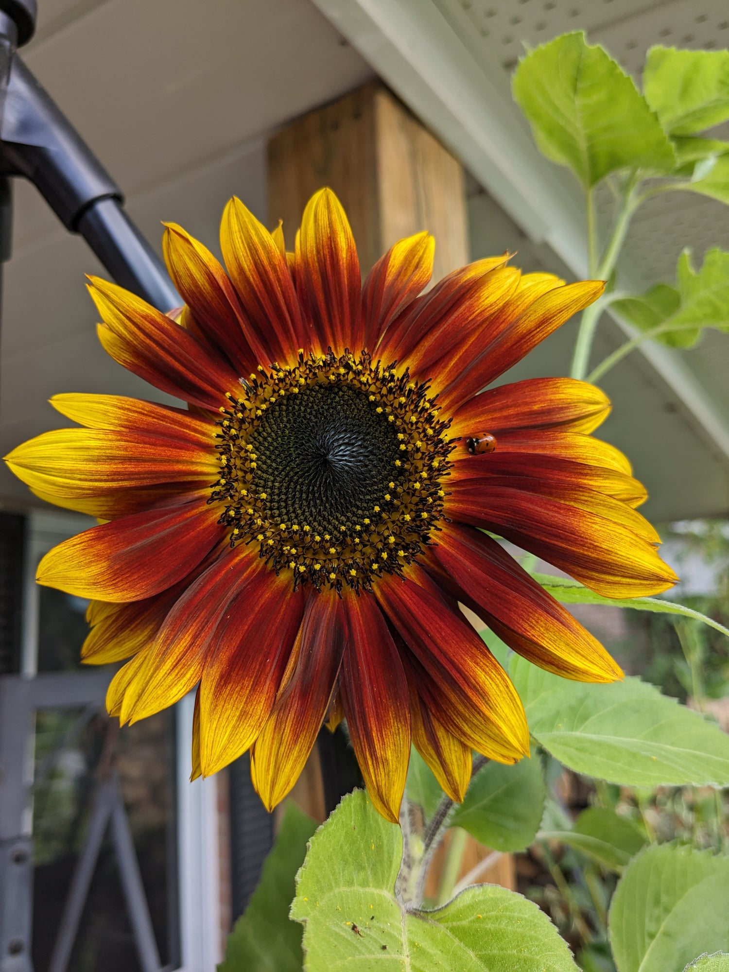 Sunflower, Ring of Fire Seeds