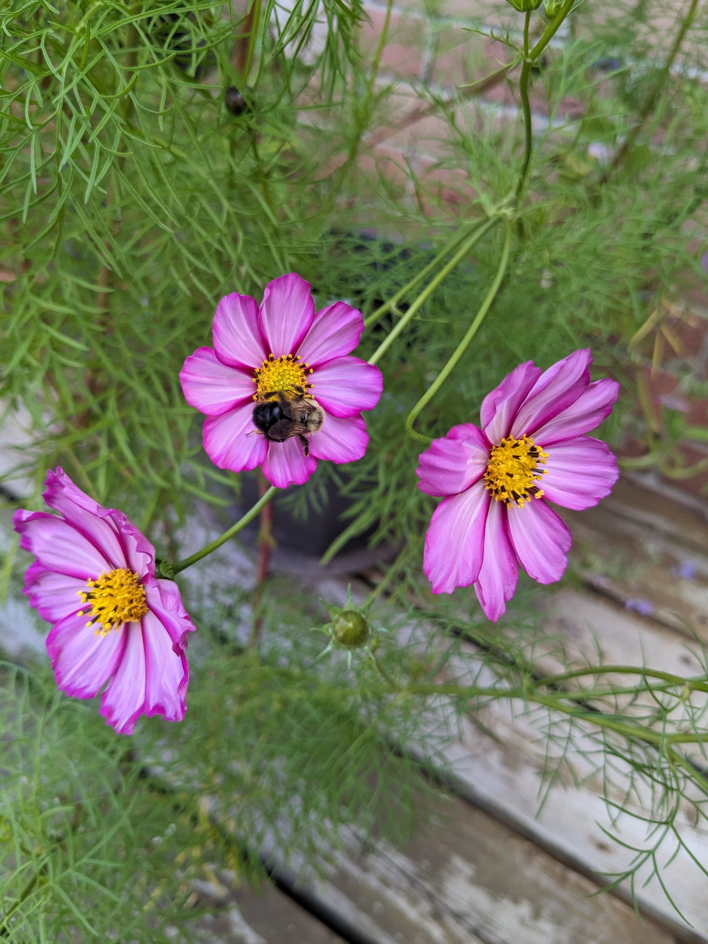 Cosmos, Carly's Pink Seeds