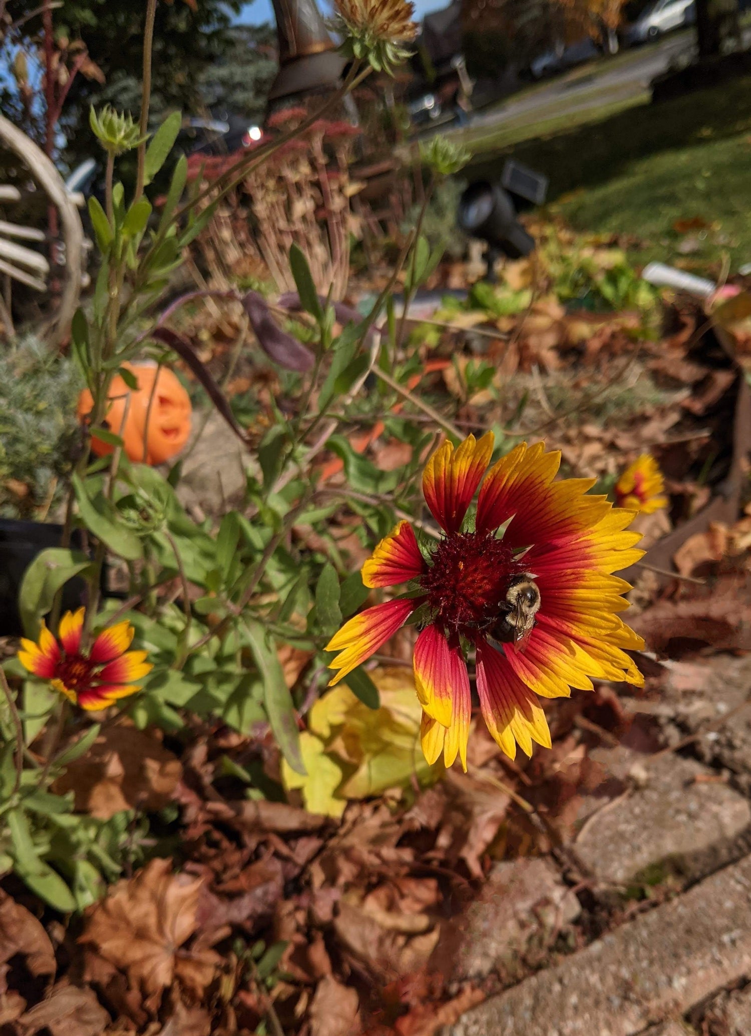 Blanket Flower Seeds
