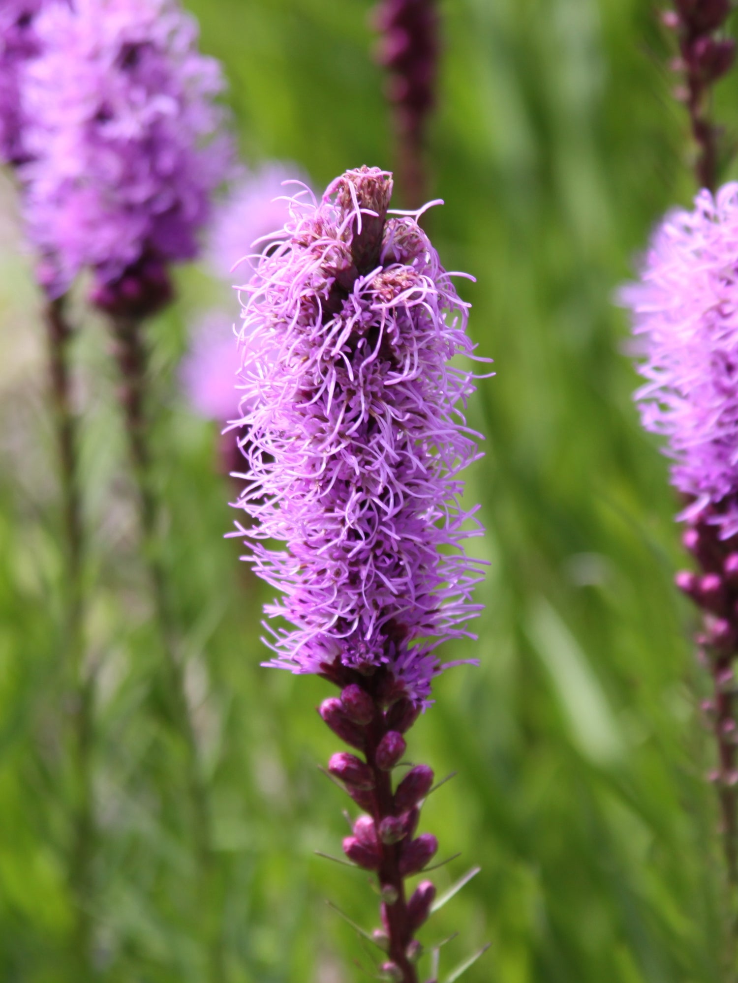 Dense Blazing Star (Liatris Spicata) Seeds