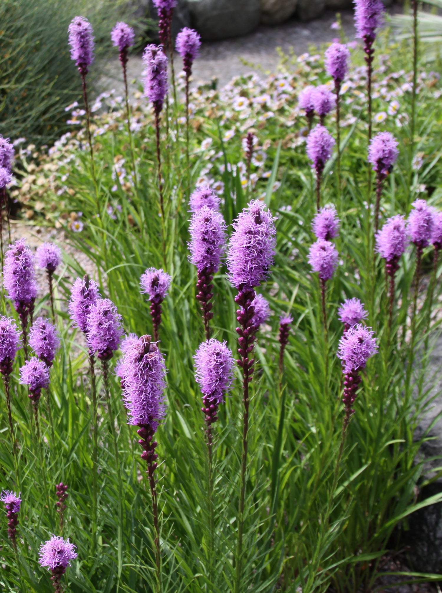 Dense Blazing Star (Liatris Spicata) Seeds