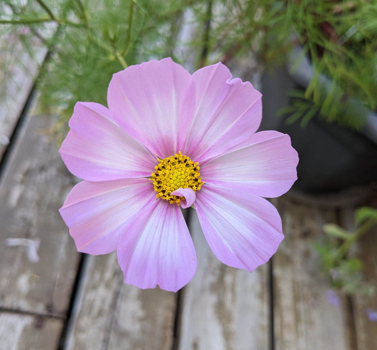 Cosmos, Carly's Pink Seeds