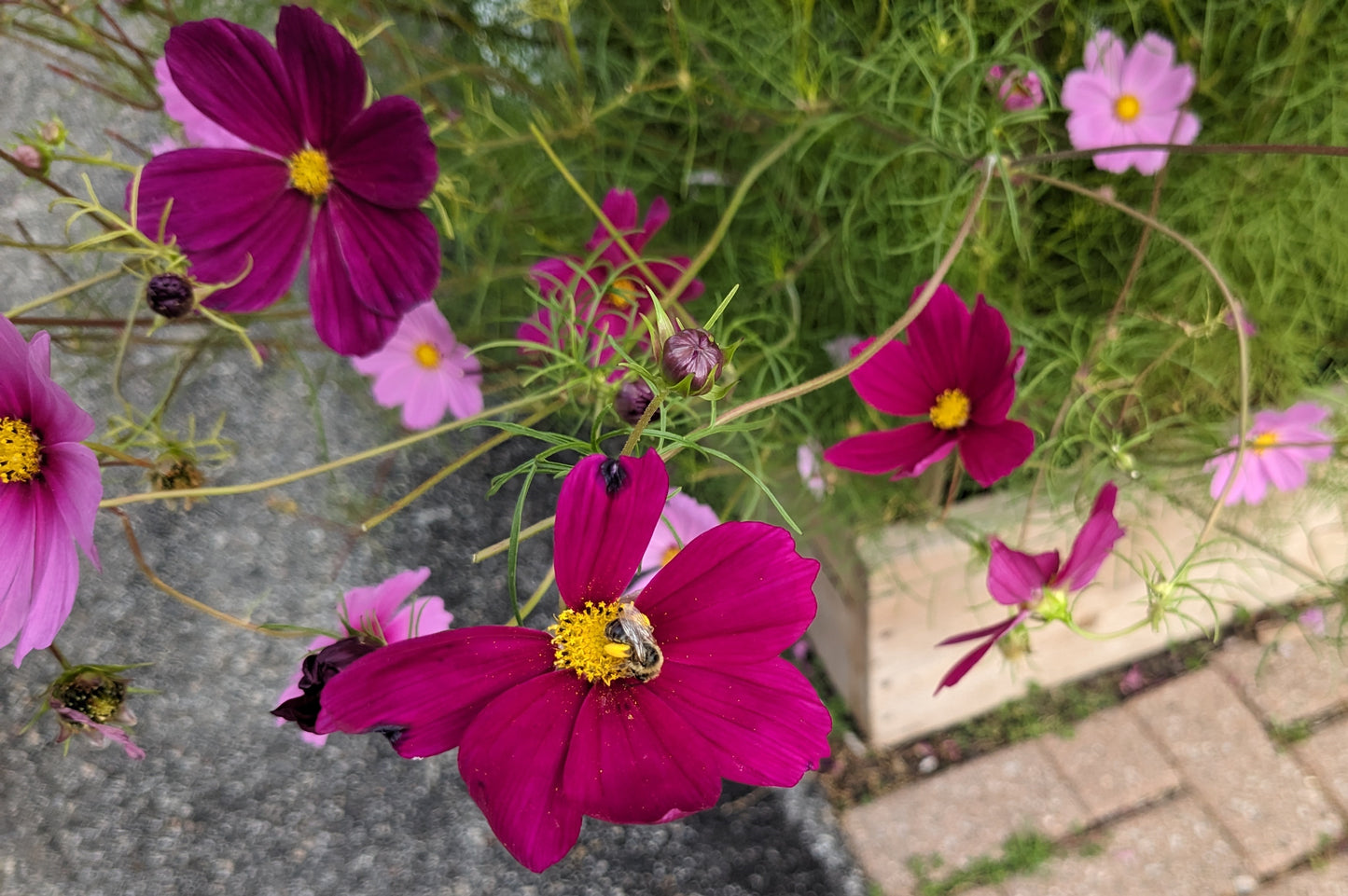 Cosmos, Carly's Pink Seeds
